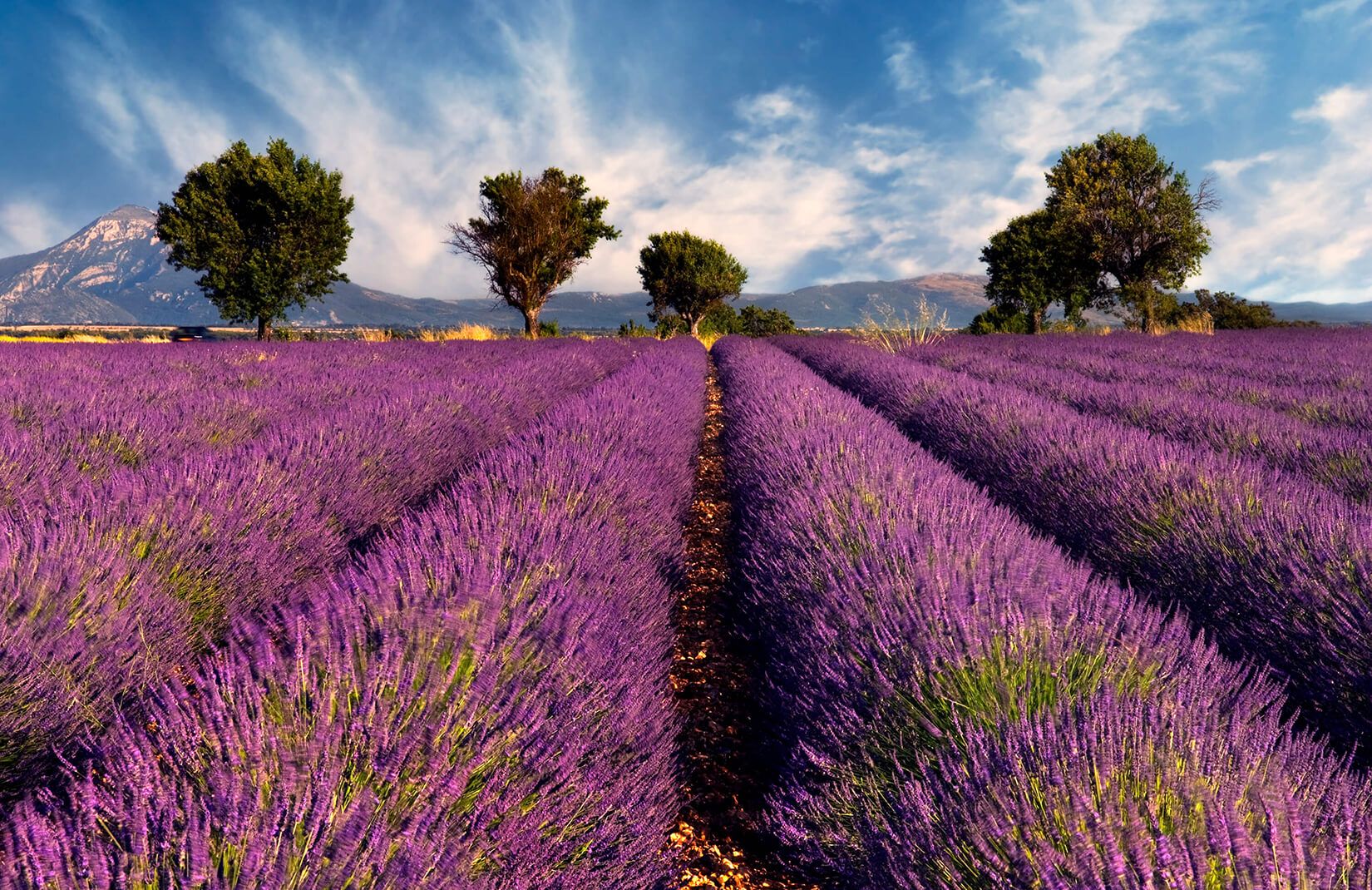 1650x1070 Lavender Field Wallpaper Mural | Murals Wallpaper Wallpaper