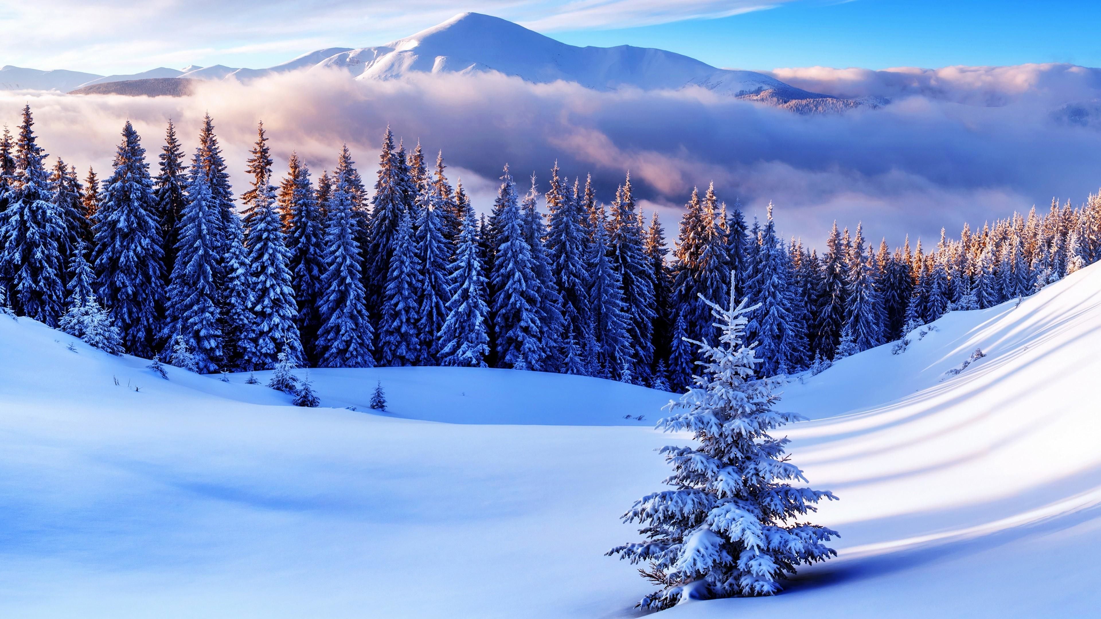 3840x2160 Winter Wonderland Wallpaper (66+ images) Wallpaper