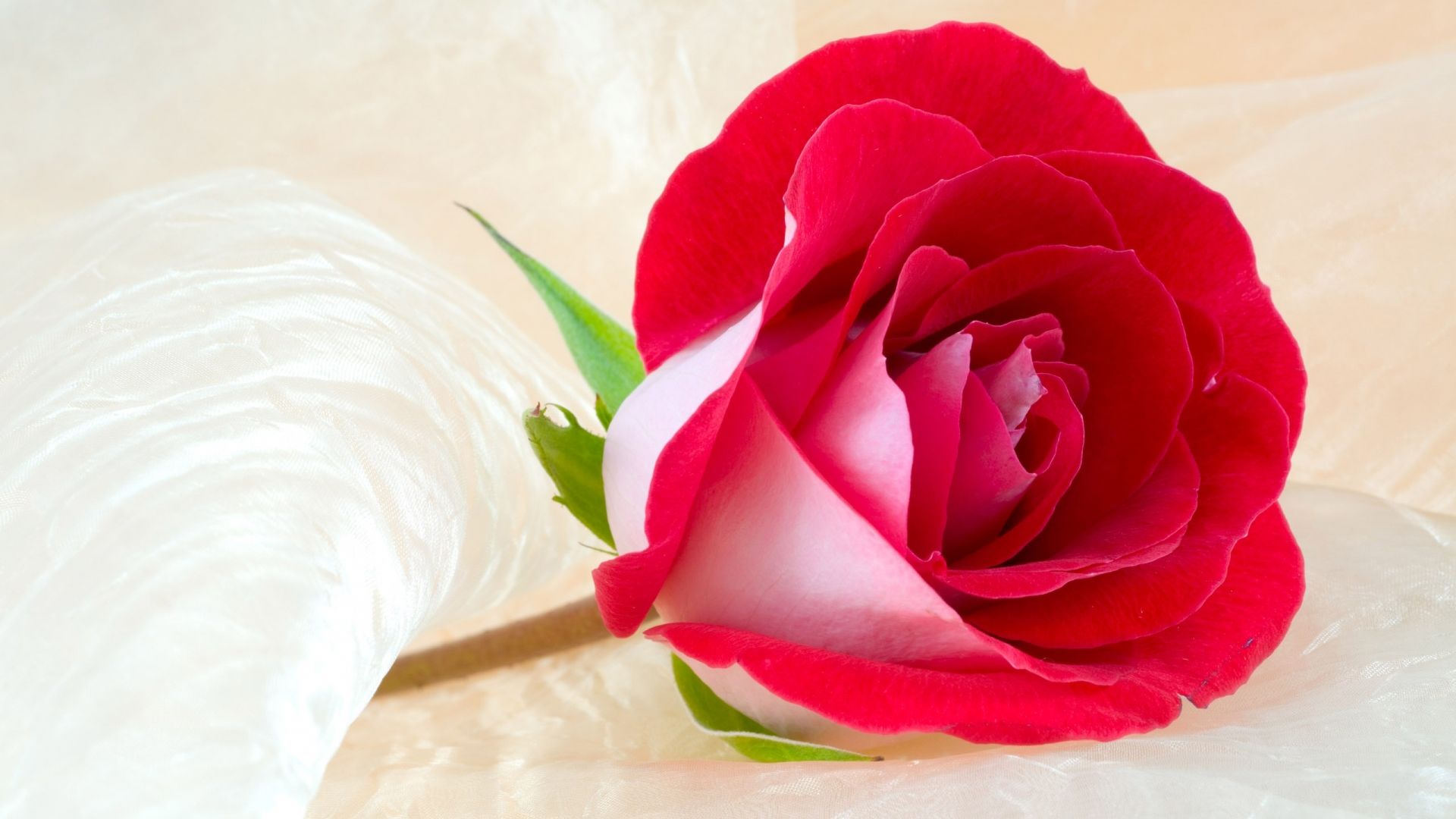1920x1080 Free download Rose Flower Most Beautiful Widescreen HD HD on WallpaperBat