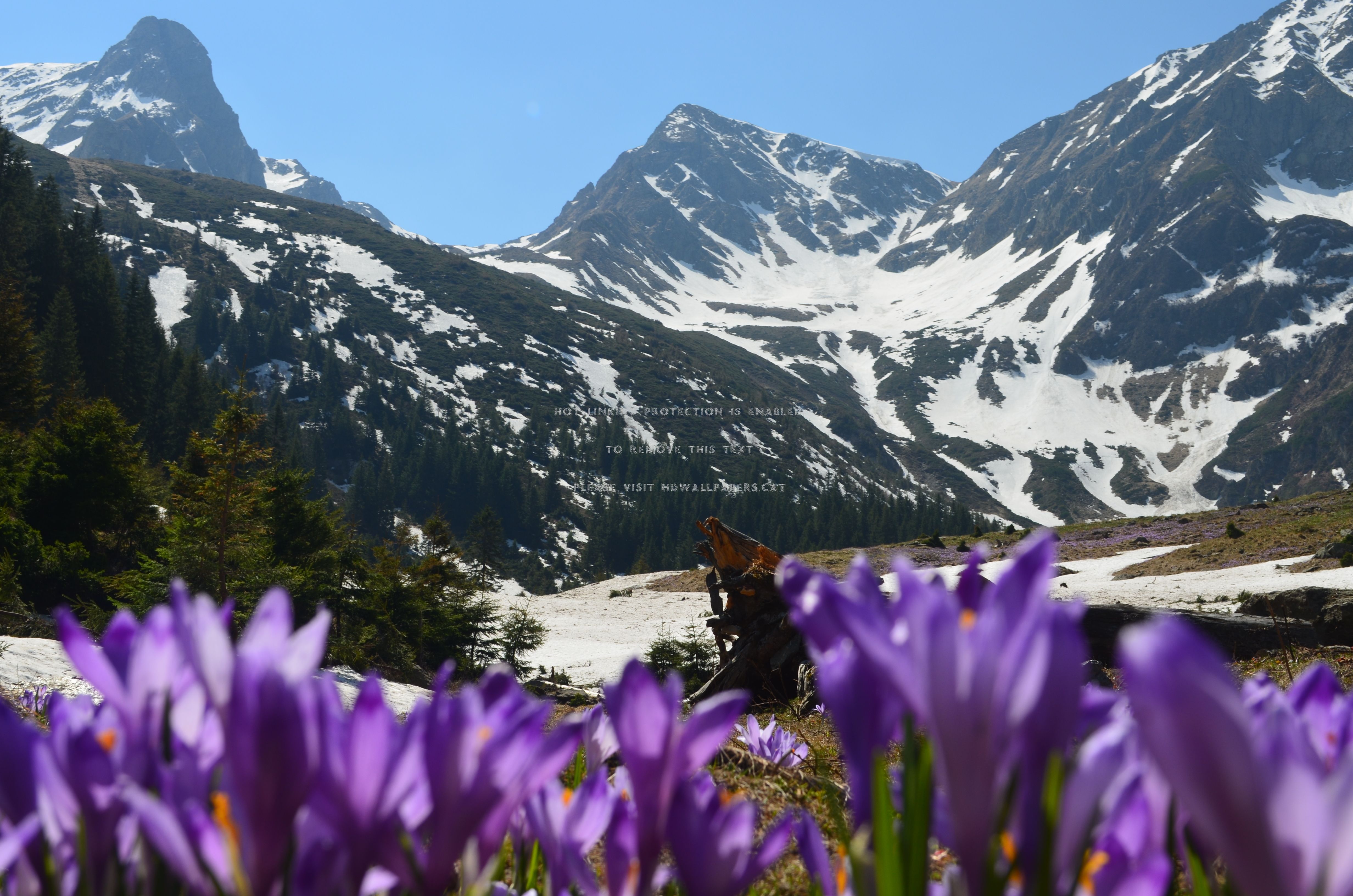 Хорошо весной в горах все радуются тепло. Тебердинский заповедник Альпийские Луга. Крокус горный цветок Эльбрус. Альпийские Луга Эльбруса. Подснежники Заилийский Алатау.