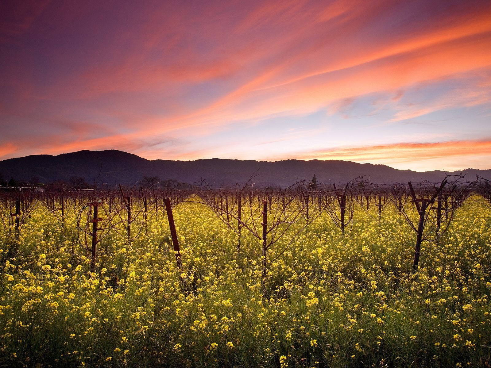 Napa Valley Wallpapers - 4k, HD Napa Valley Backgrounds on WallpaperBat