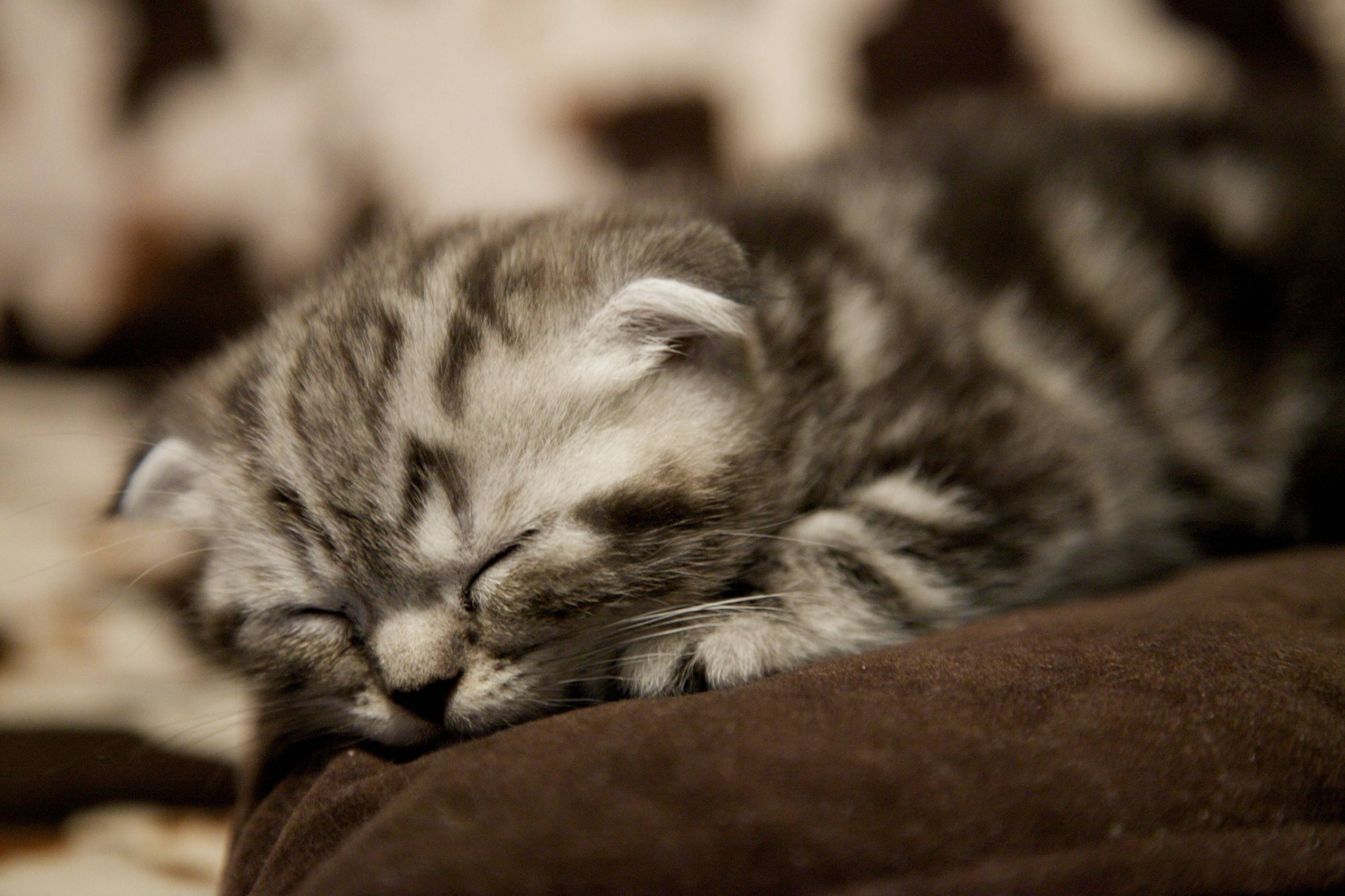 Scottish Fold Kitten Wallpapers - 4k, HD Scottish Fold Kitten ...