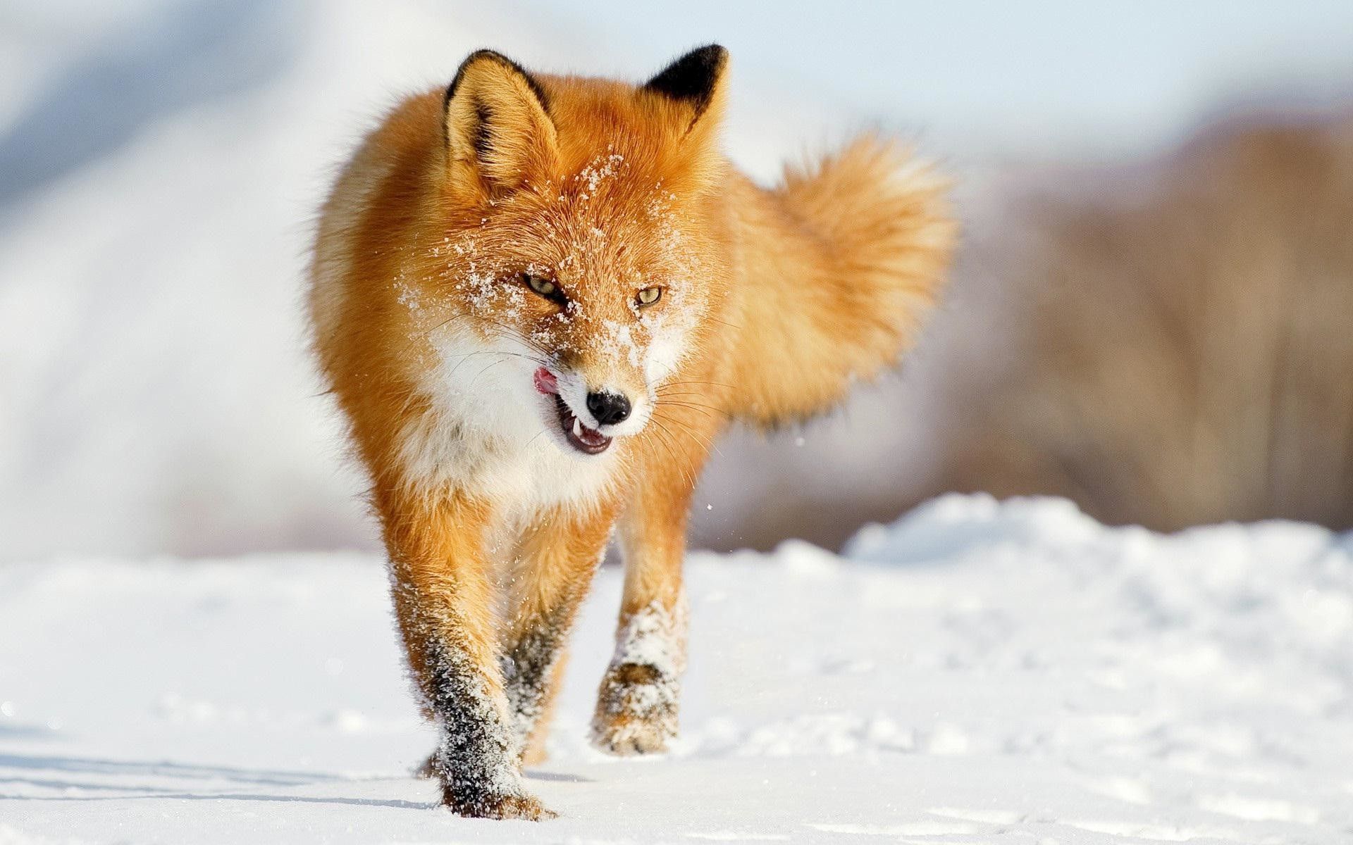 Cool Fox Snow Wallpapers - 4k, HD Cool Fox Snow Backgrounds on WallpaperBat