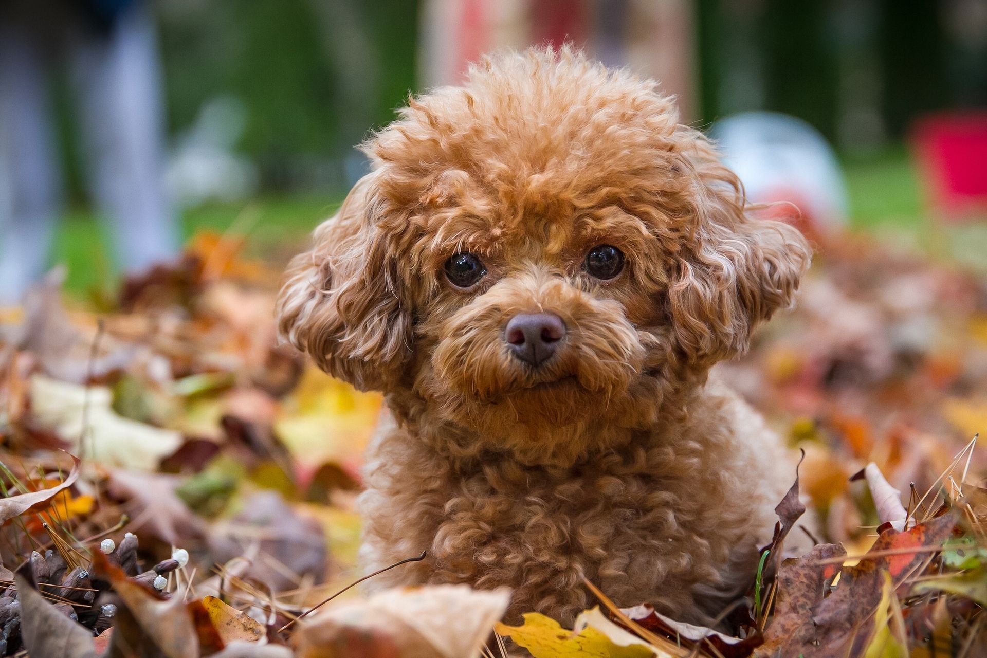 Autumn Puppy Wallpapers - 4k, HD Autumn Puppy Backgrounds on WallpaperBat