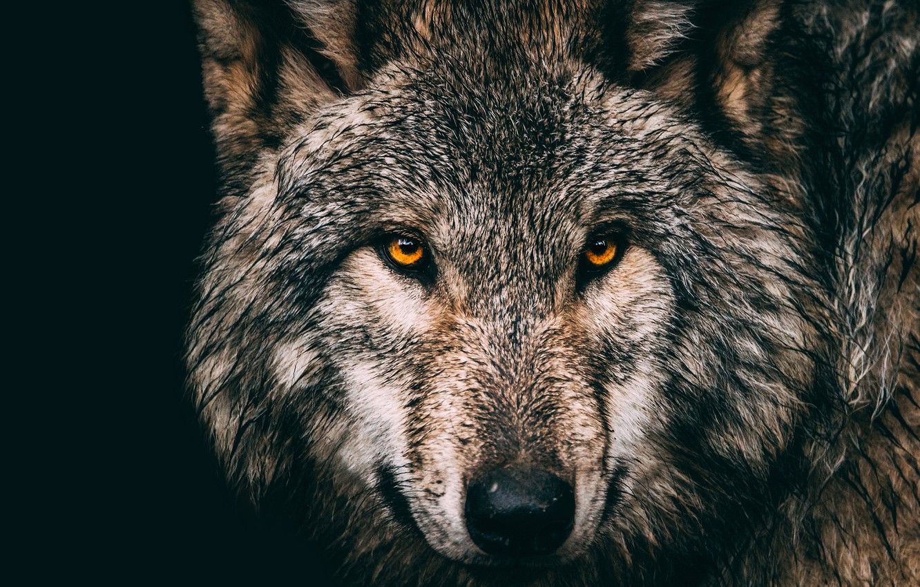 Grey Wolf Face Wallpapers - 4k, HD Grey Wolf Face Backgrounds on ...