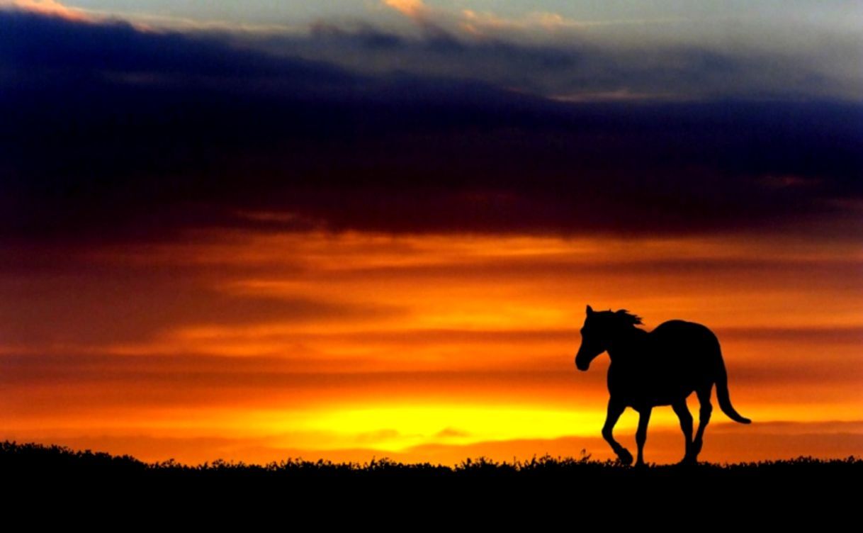 Sunset Horse Wallpapers - 4k, HD Sunset Horse Backgrounds on WallpaperBat