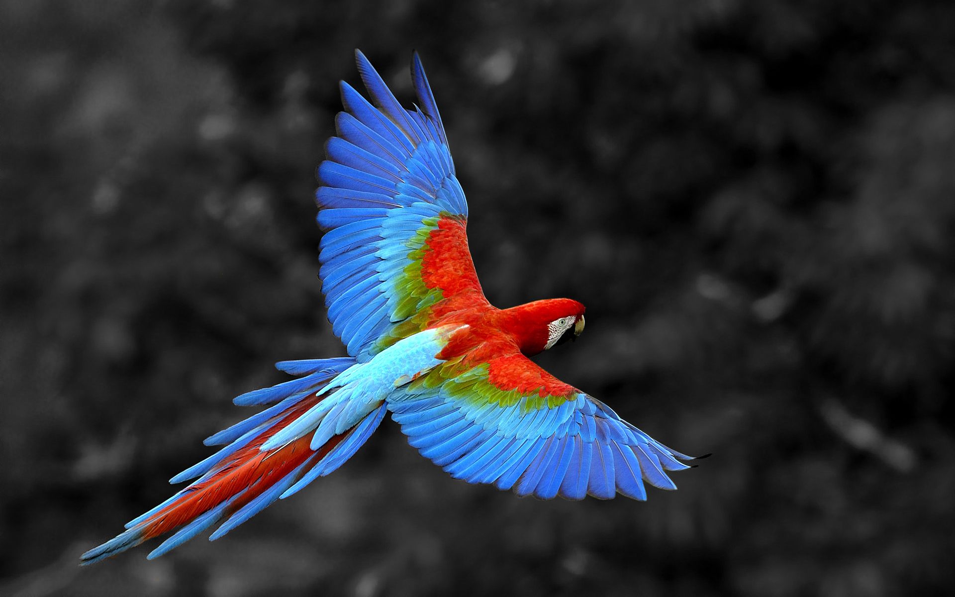 parrot security os 3.11 default desktop wallpapers