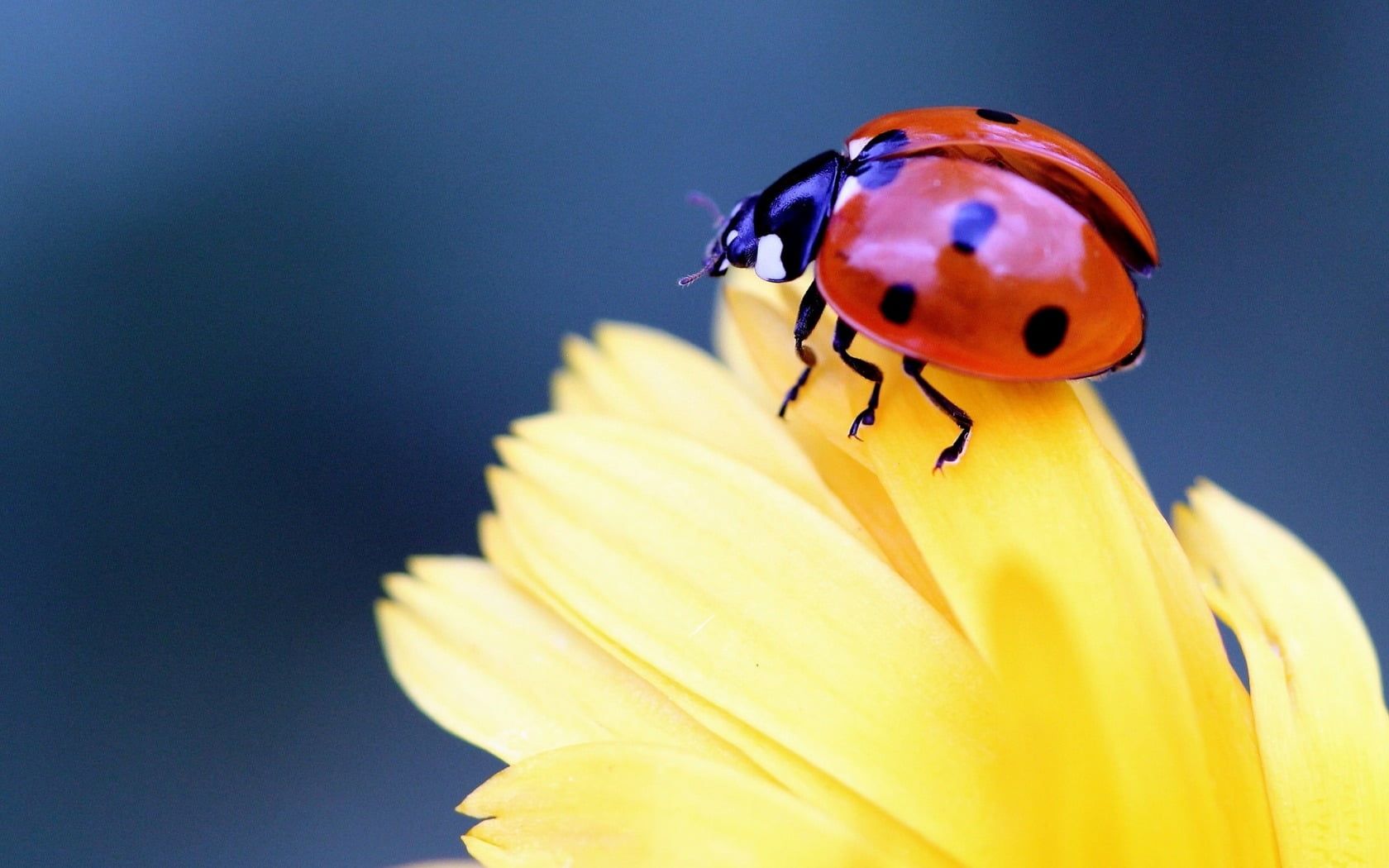 Flowers and Ladybugs Wallpapers - 4k, HD Flowers and Ladybugs