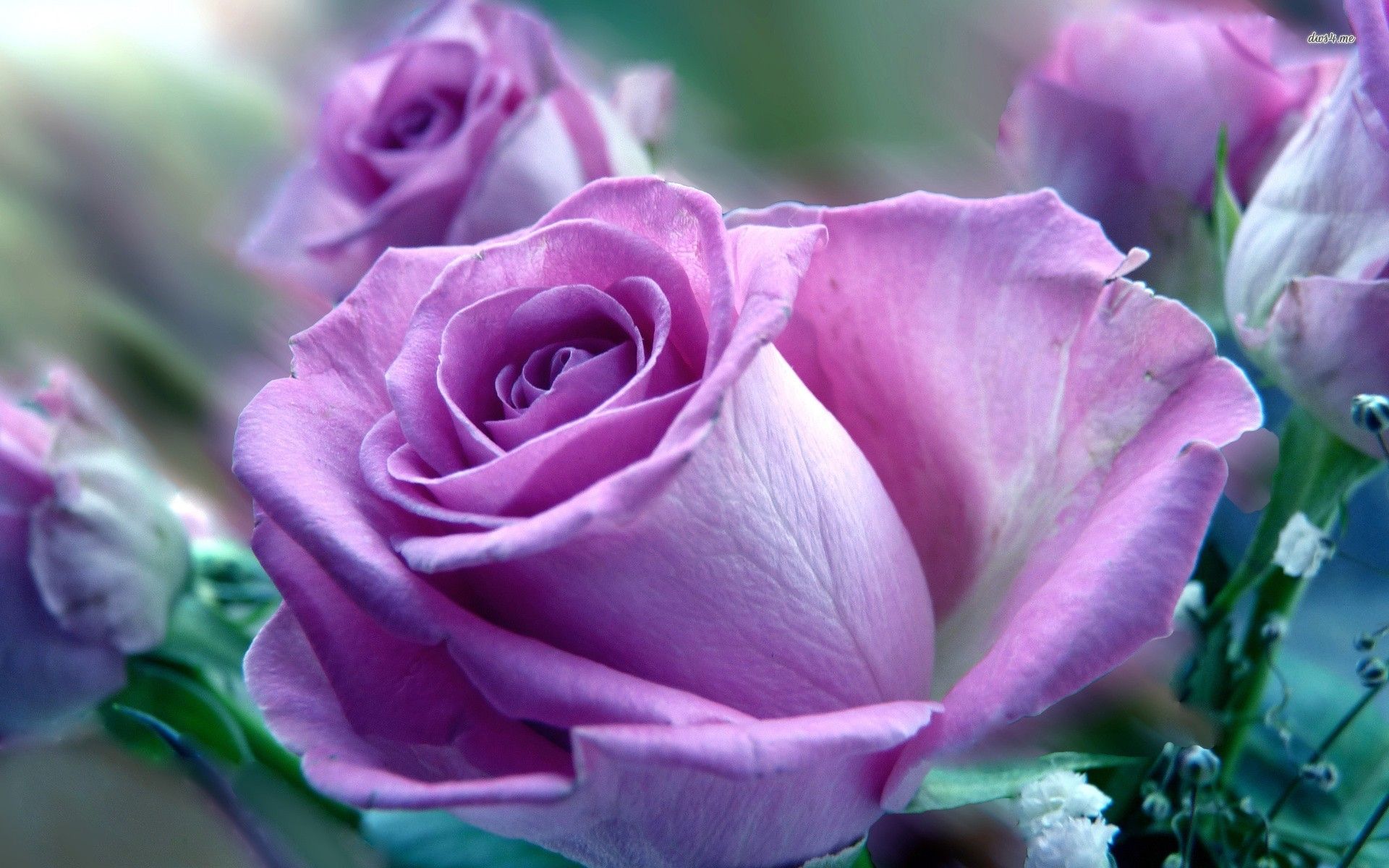 Purple Pink Roses Wallpapers 4k Hd Purple Pink Roses Backgrounds On Wallpaperbat 