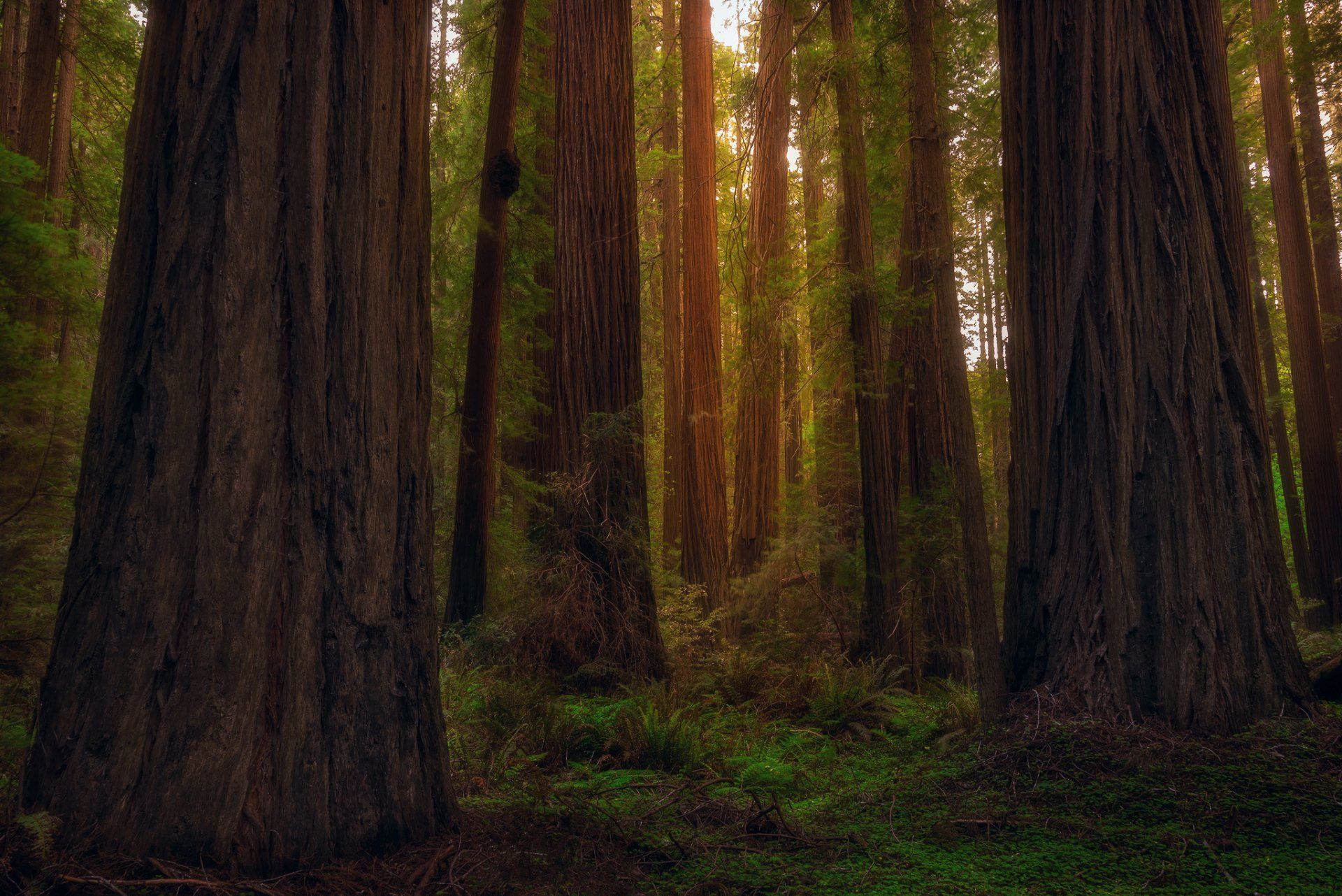 California Redwood Forest Wallpapers - 4k, HD California Redwood Forest