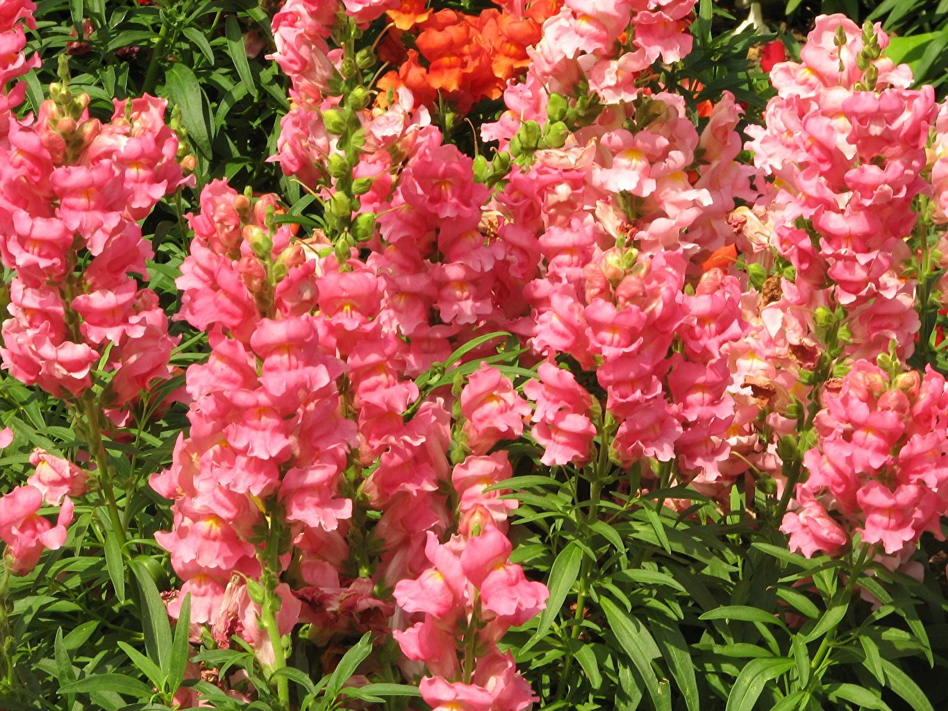 Snapdragon Flower Wallpapers - 4k, HD Snapdragon Flower Backgrounds on ...