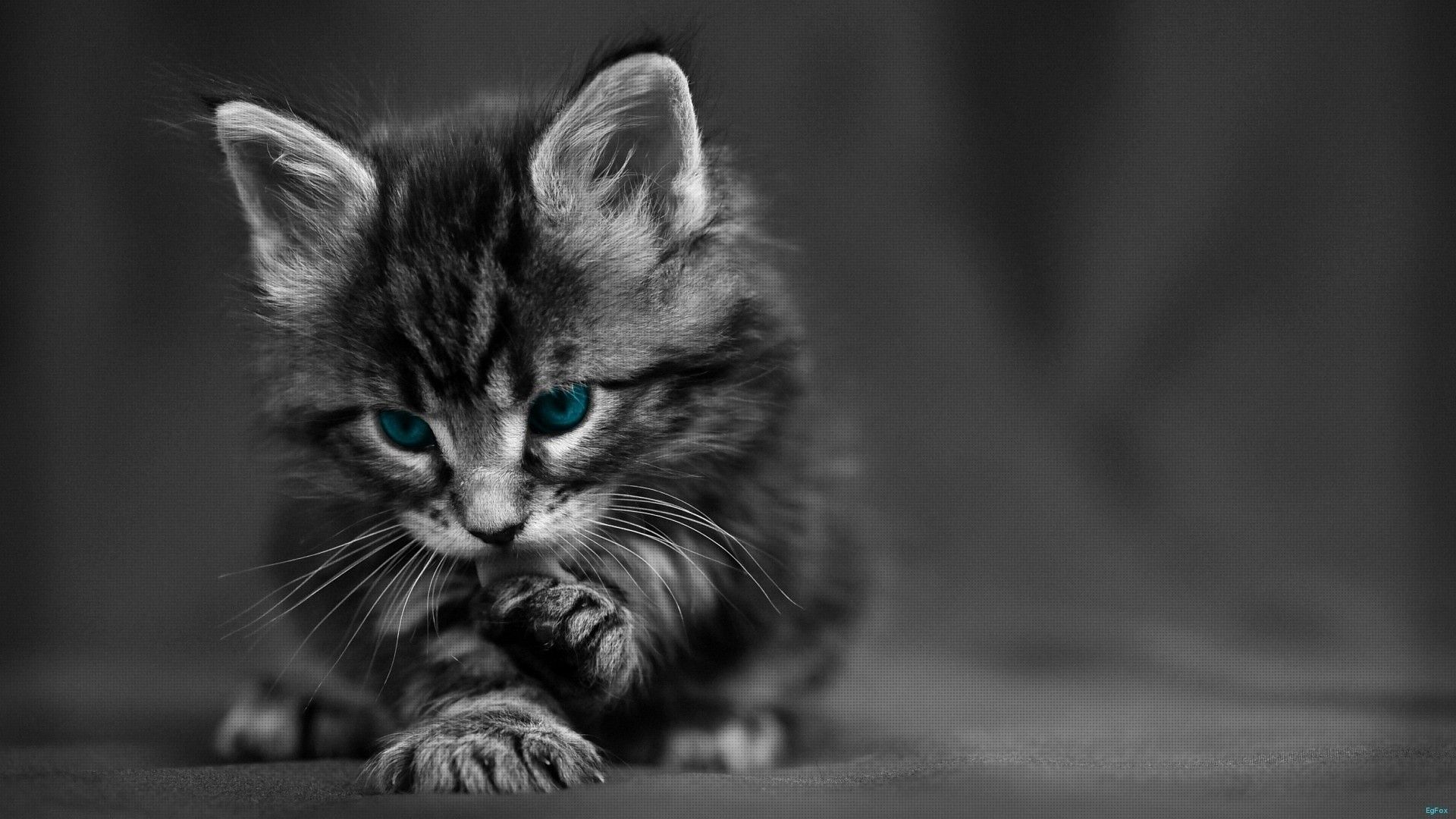 Cat Desktop Hd Wallpapers - 4k, Hd Cat Desktop Backgrounds On Wallpaperbat