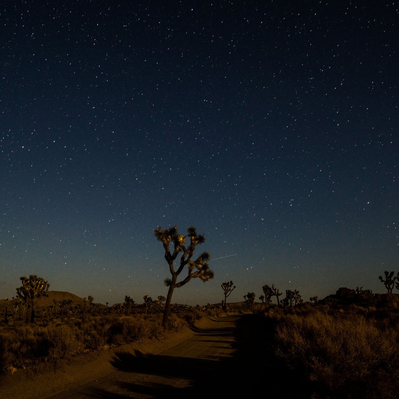 Joshua Tree Night Wallpapers - 4k, HD Joshua Tree Night Backgrounds on ...