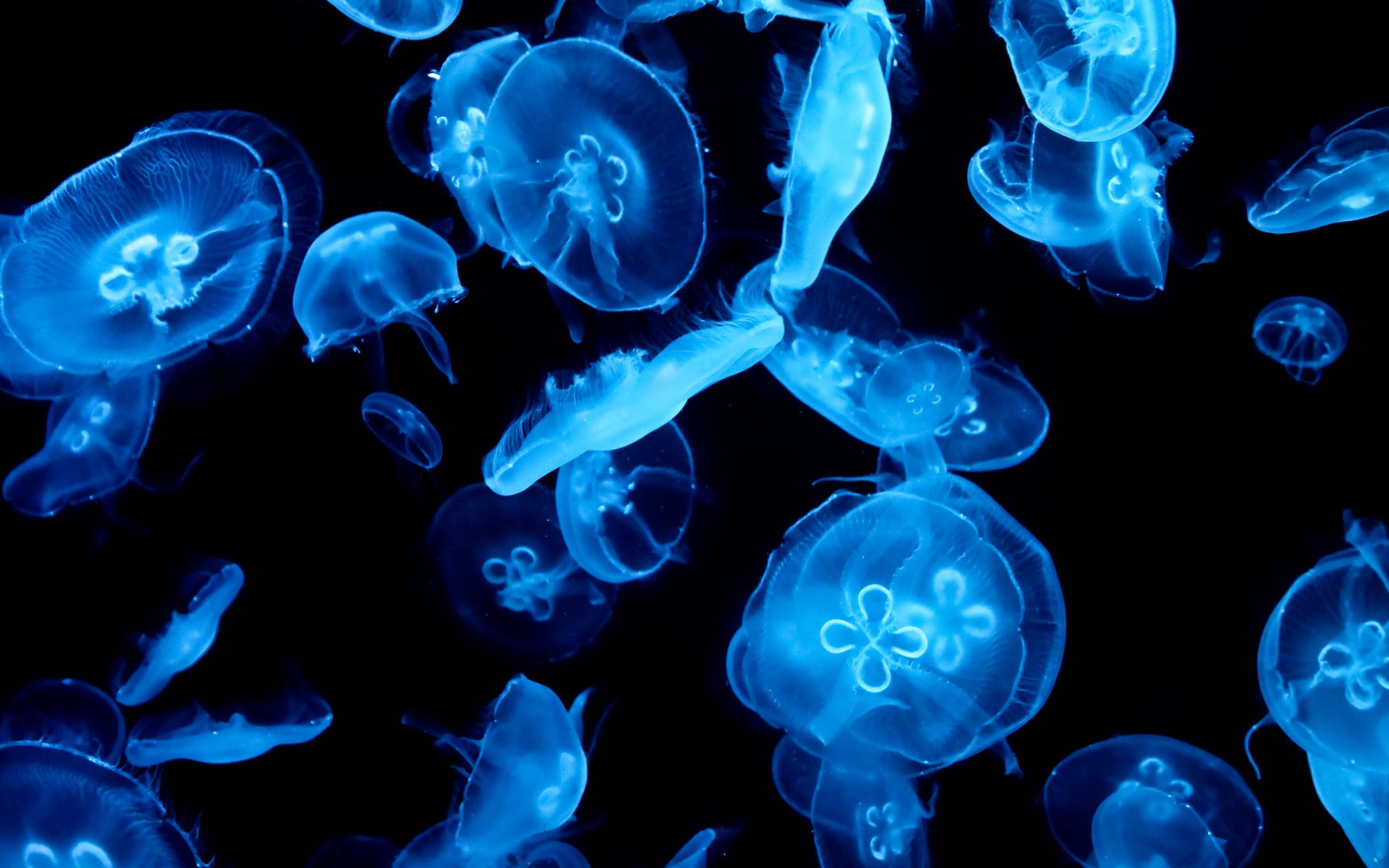 marine aquarium screensaver mac jellyfish