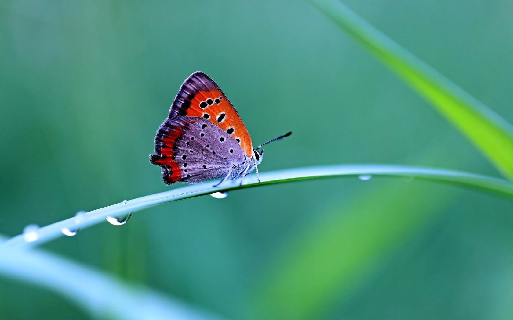 Nature Butterfly Wallpapers 4k Hd Nature Butterfly Backgrounds On