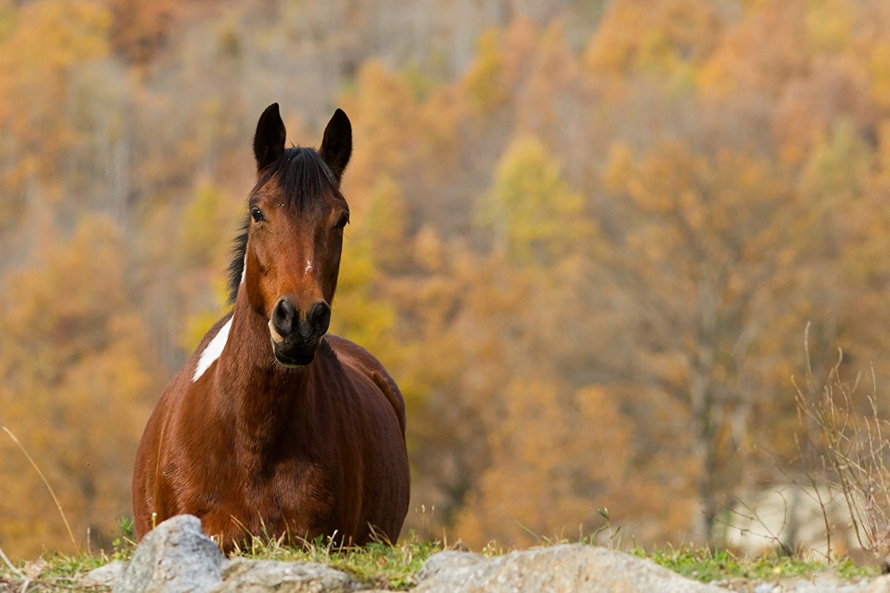 Autumn Horse Wallpapers - 4k, HD Autumn Horse Backgrounds on WallpaperBat