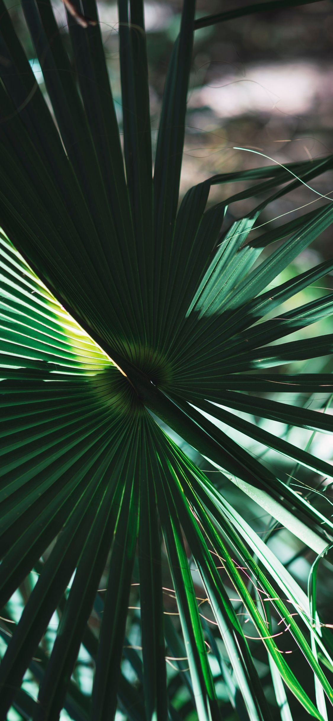 Palm Leaves iPhone Wallpapers - 4k, HD Palm Leaves iPhone Backgrounds