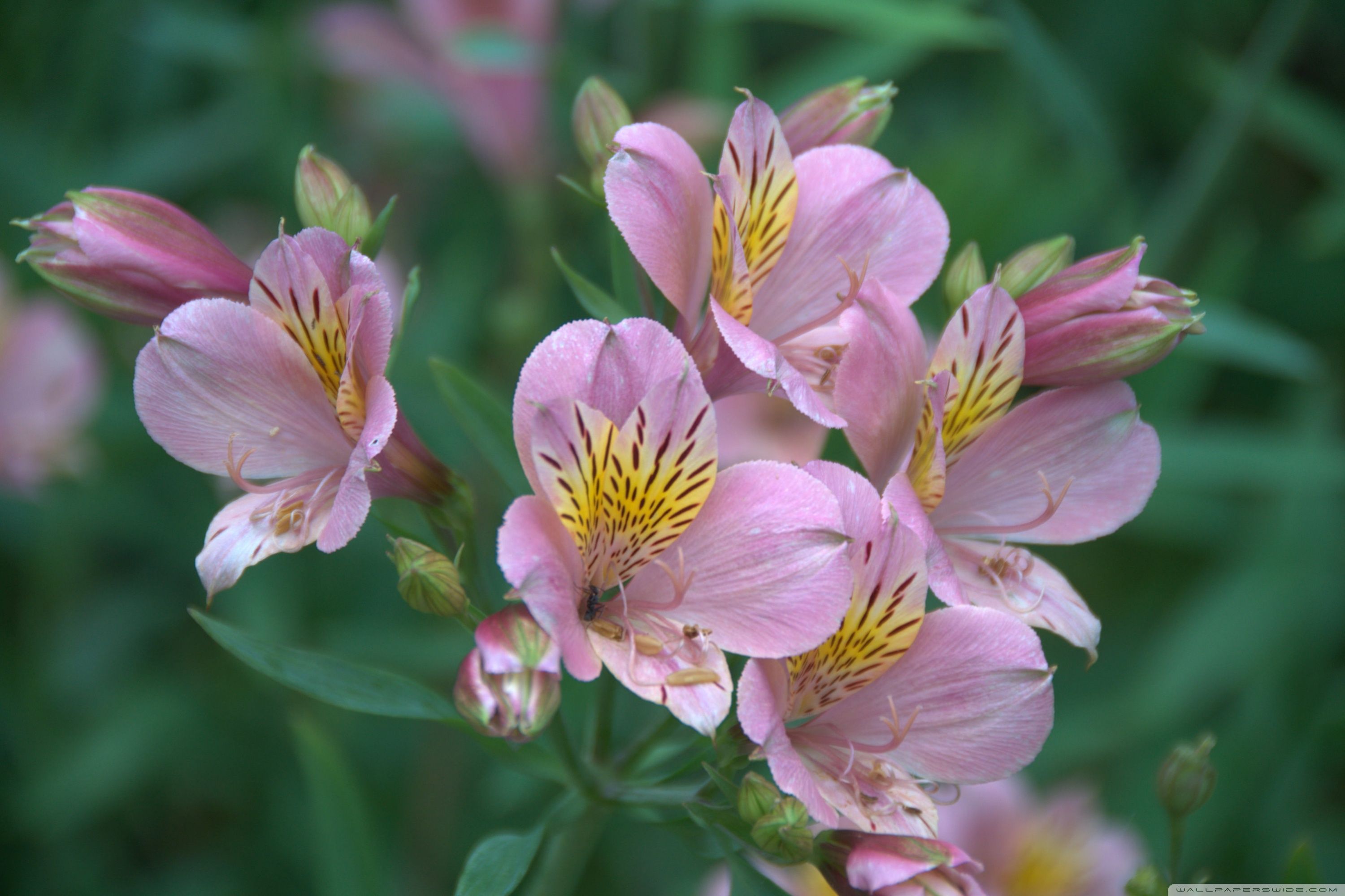 Alstroemeria Wallpapers - 4k, HD Alstroemeria Backgrounds on WallpaperBat