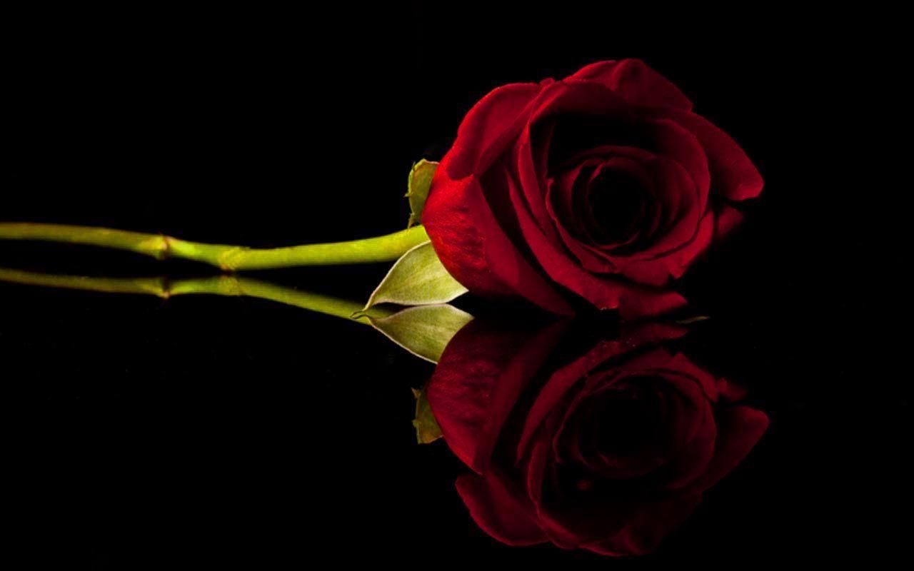 Red Roses Wallpapers - 4k, HD Red Roses Backgrounds on WallpaperBat