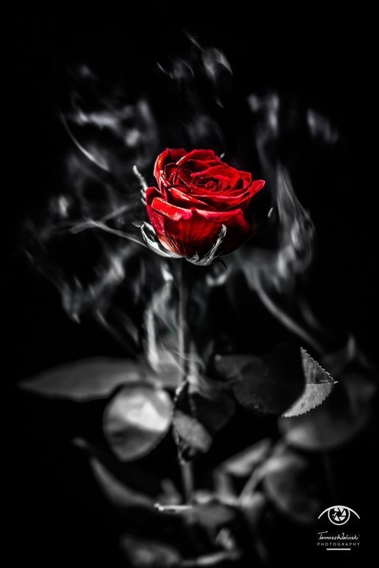 Red Roses Wallpapers - 4k, HD Red Roses Backgrounds on WallpaperBat