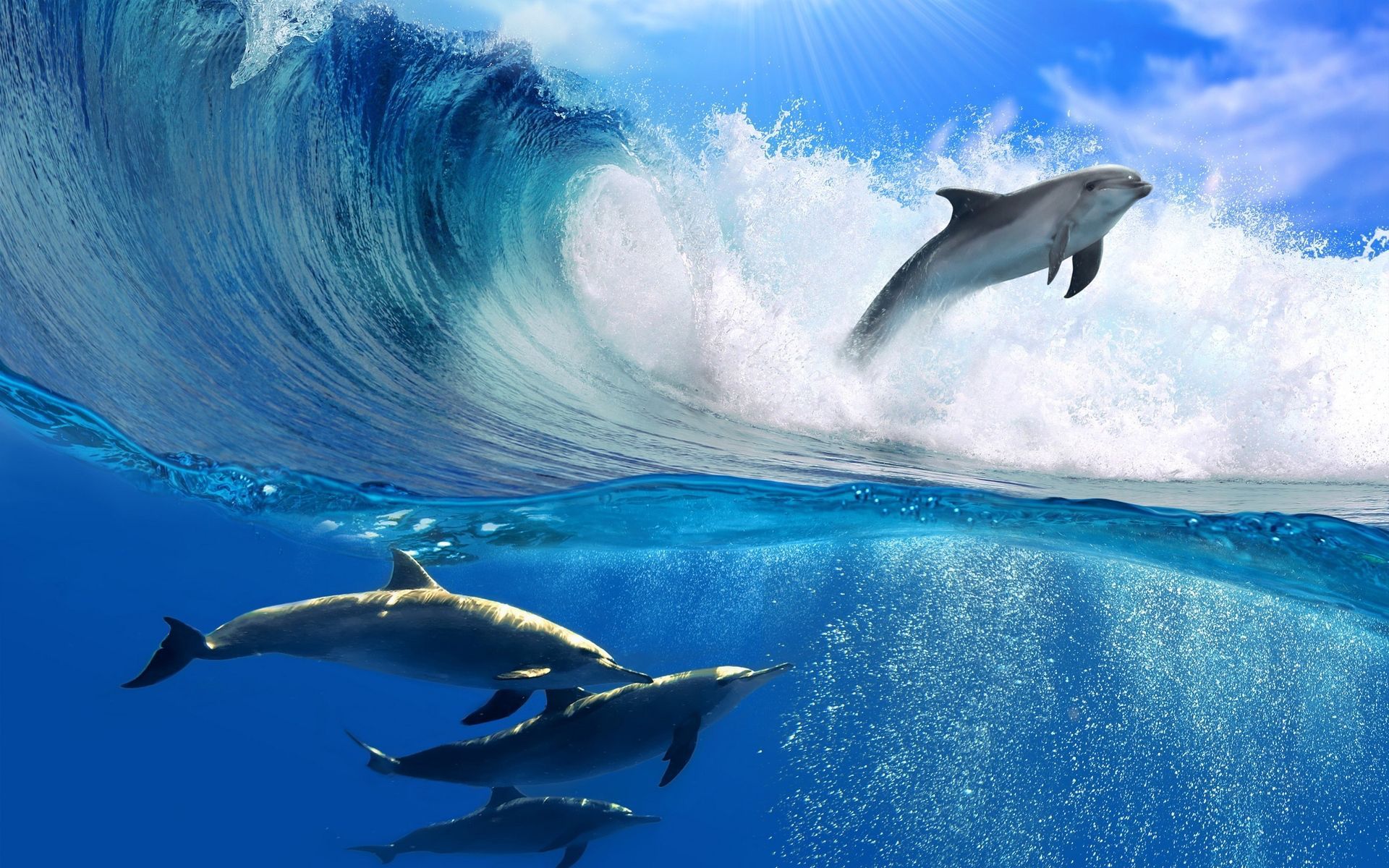 Ocean Dolphins Wallpapers 4k HD Ocean Dolphins Backgrounds On