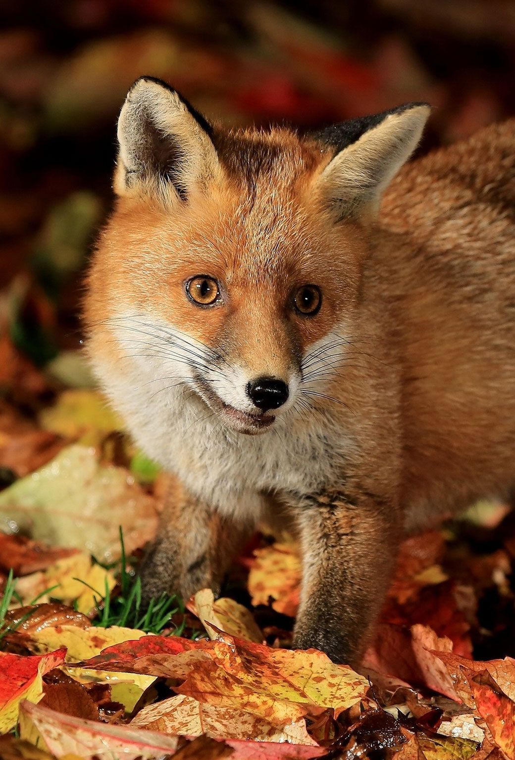 Fox Autumn Wallpapers - 4k, HD Fox Autumn Backgrounds on WallpaperBat