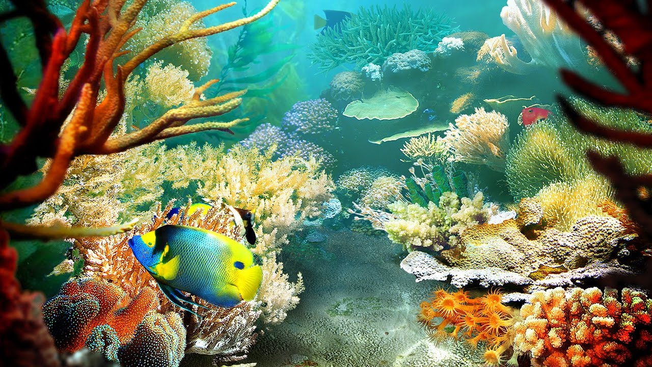 Fish Wallpapers - 4k, HD Fish Backgrounds on WallpaperBat