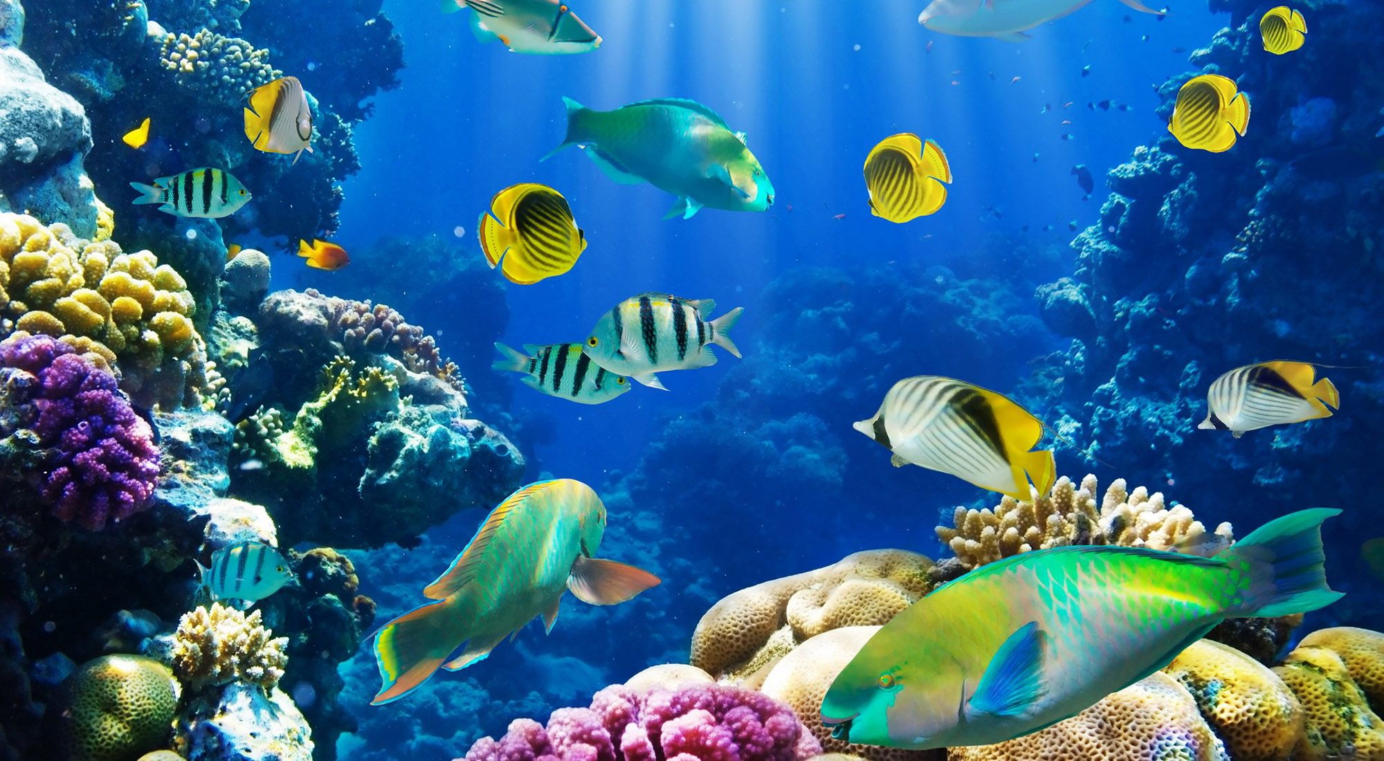 Fish Wallpapers - 4k, HD Fish Backgrounds on WallpaperBat
