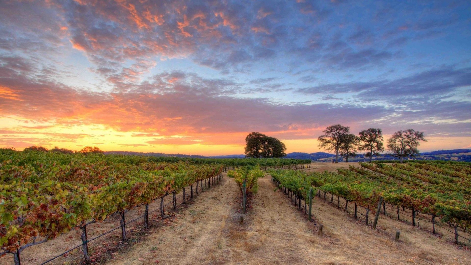 1920x1080 The Best Vineyards To Visit In Santa Barbara According To Master Somm  Dustin Wilson Wallpaper