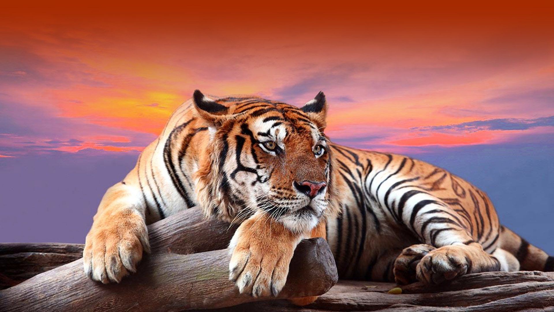 1920x1080 Tiger Beautiful Wild Animal HD Wallpaper on WallpaperBat