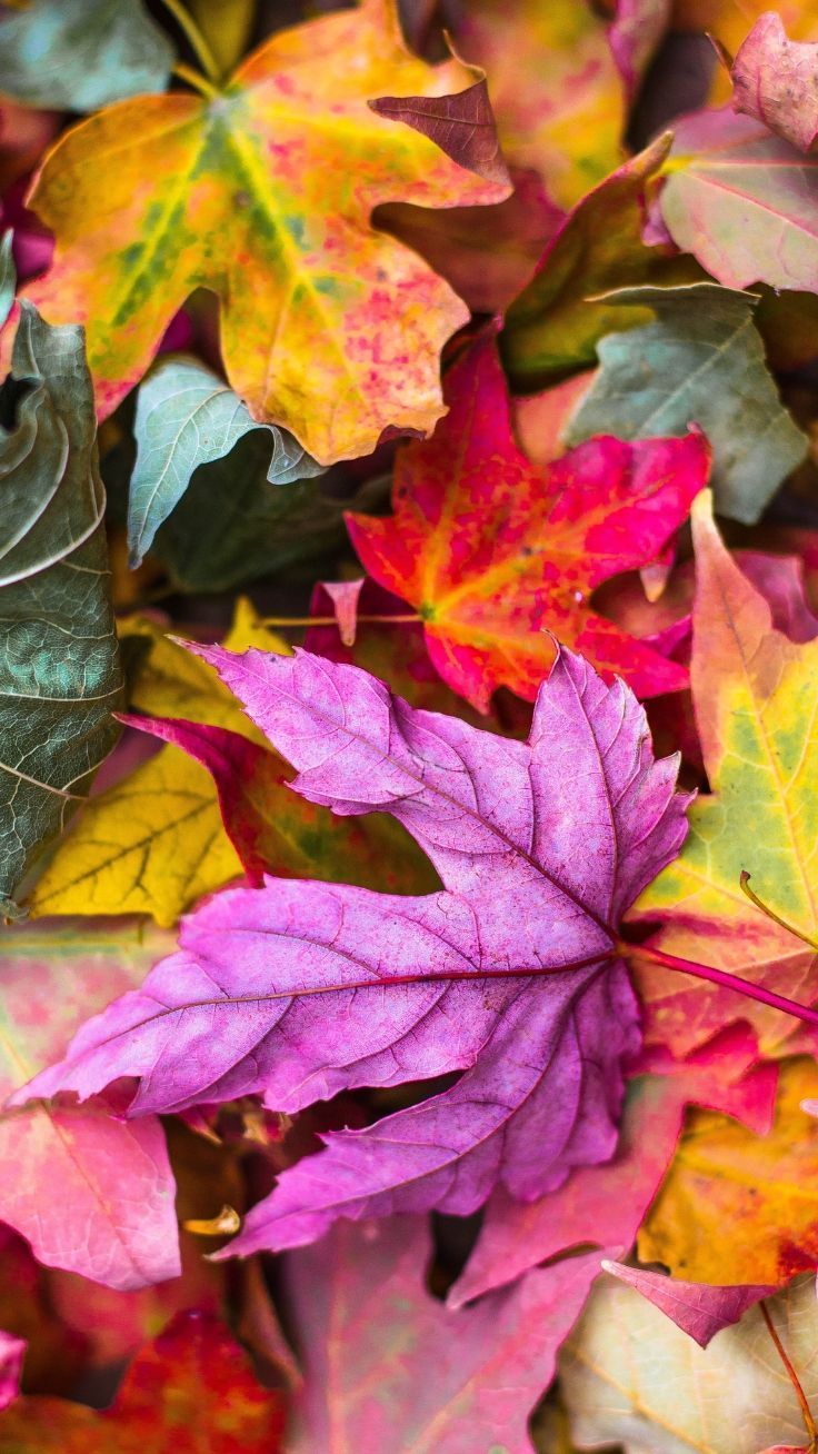 Autumn iPhone Wallpapers - 4k, HD Autumn iPhone Backgrounds on WallpaperBat