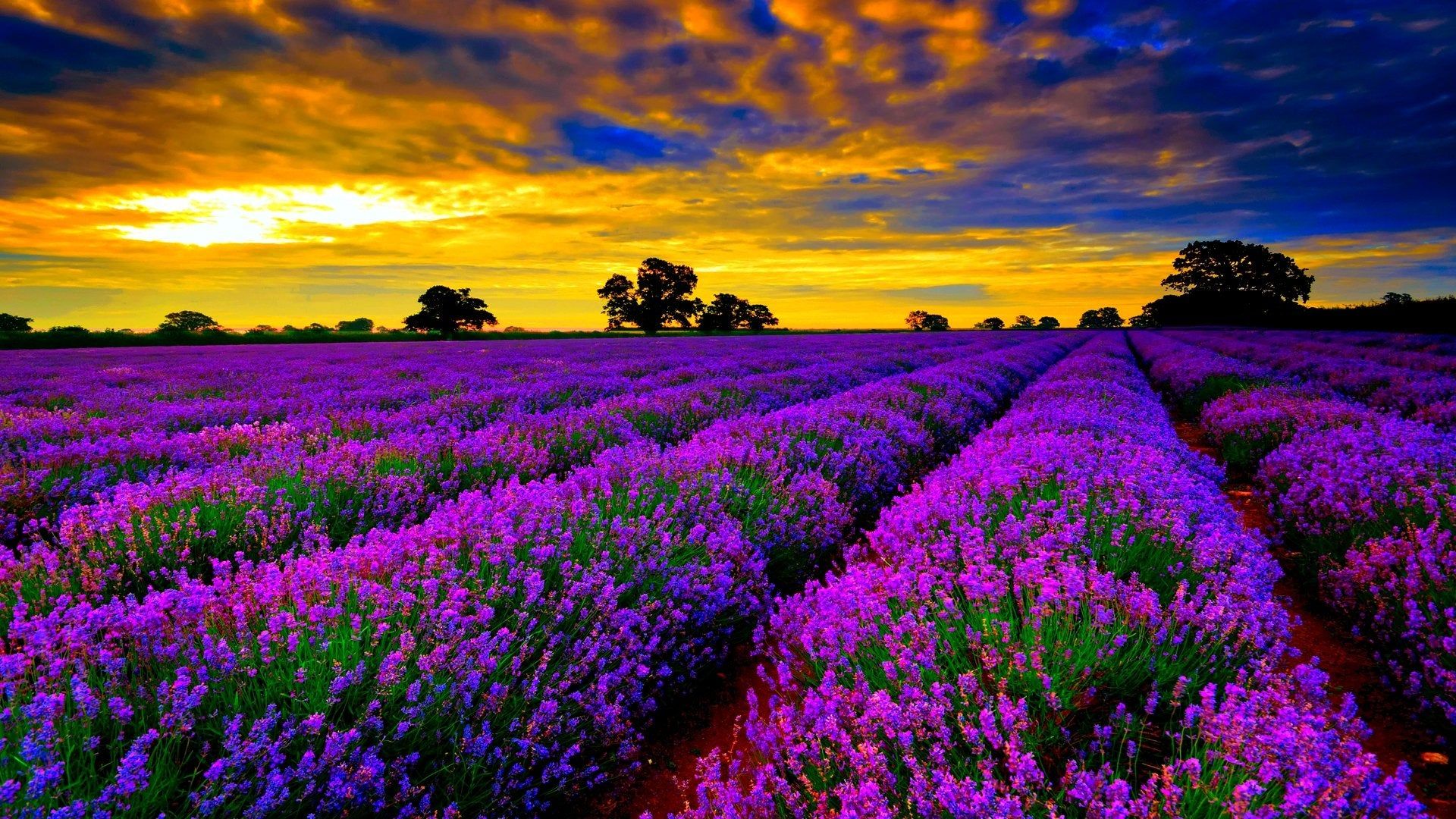 1920x1080 Lavender Fields Provence in France [1920x1080] : wallpaper Wallpaper