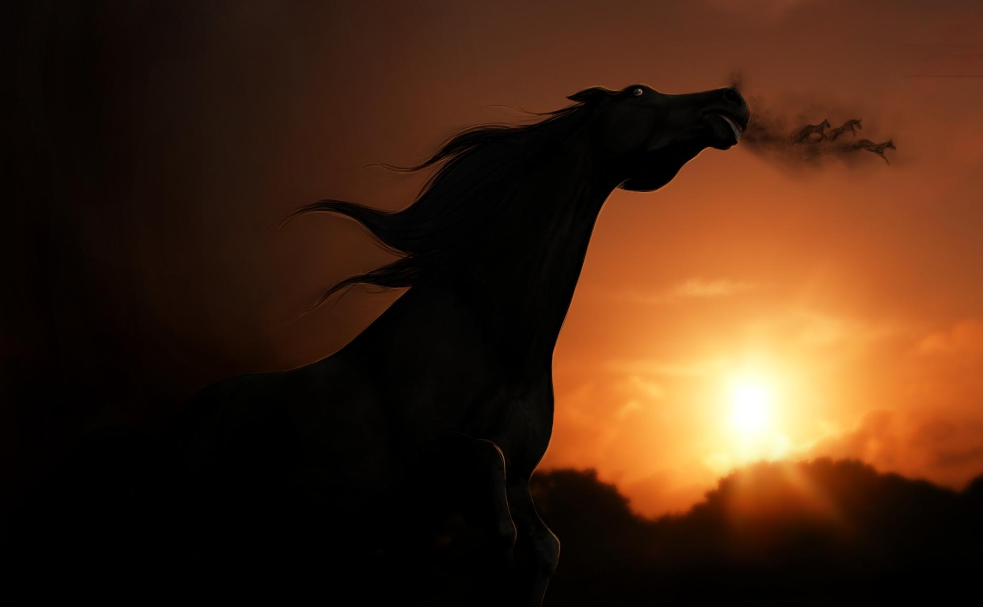 Sunset Horse Wallpapers - 4k, HD Sunset Horse Backgrounds on WallpaperBat