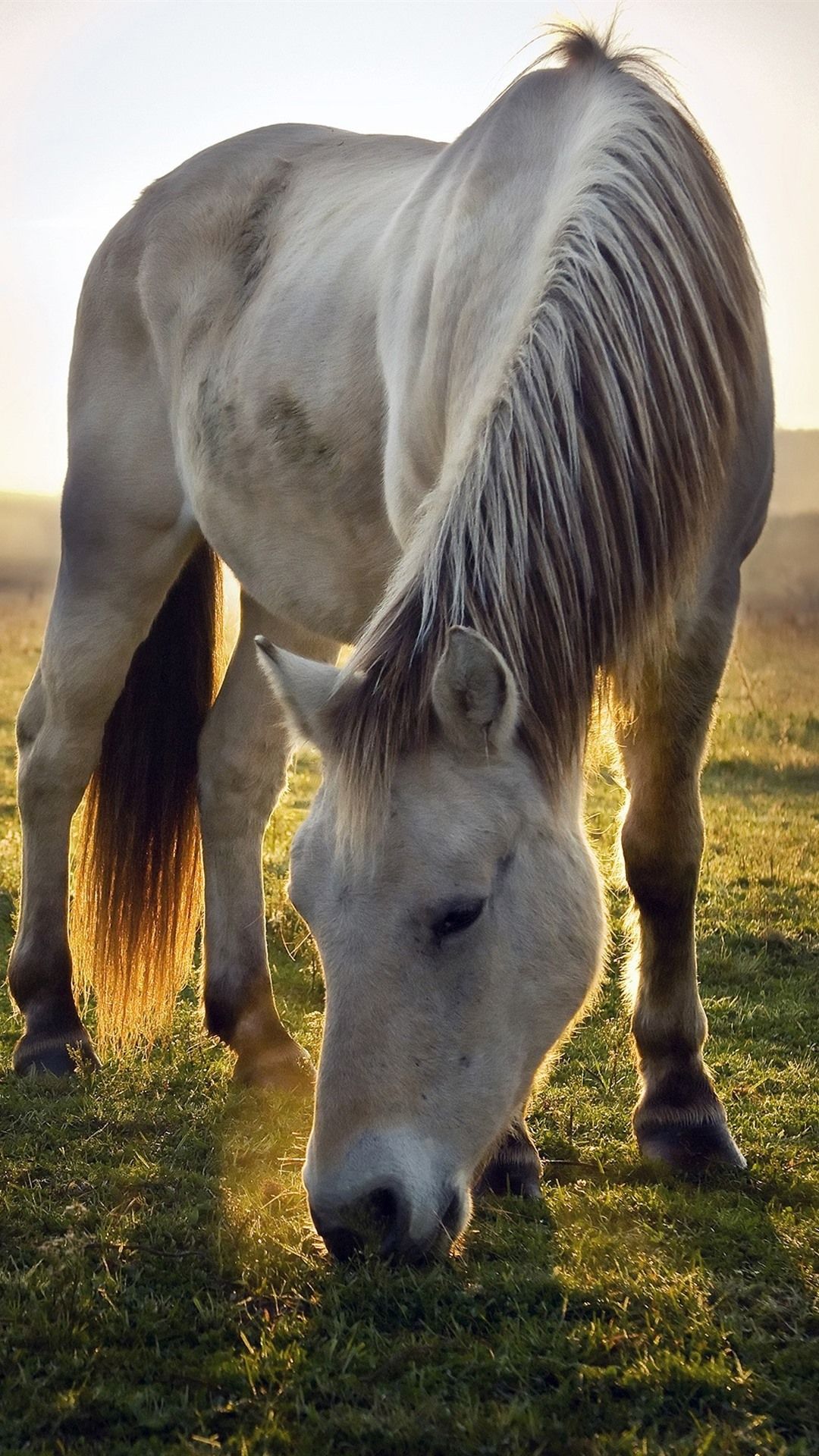 Horses Sunrise Wallpapers - 4k, HD Horses Sunrise Backgrounds on ...