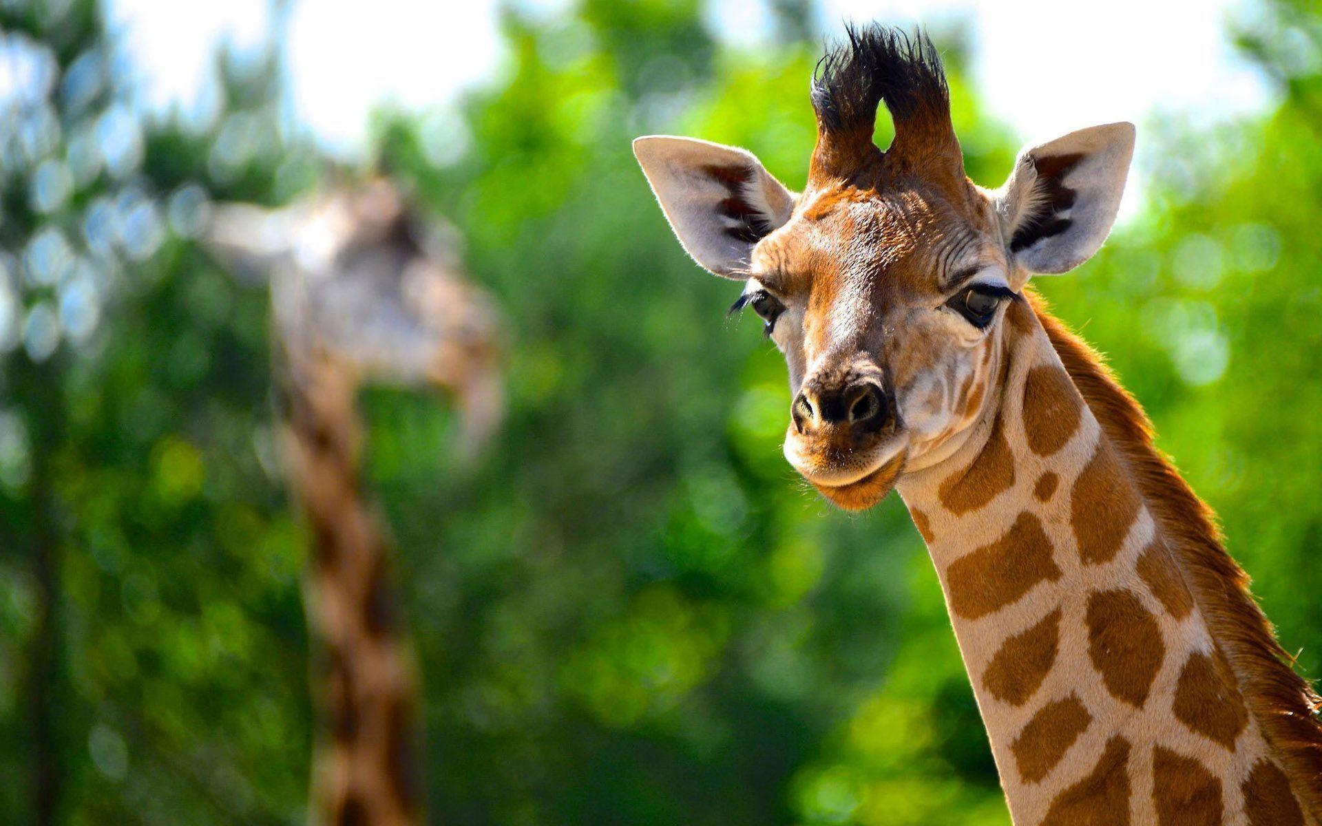 1920x1200 HD Giraffe looking at the camera Wallpaper | Download Free - 148891 Wallpaper