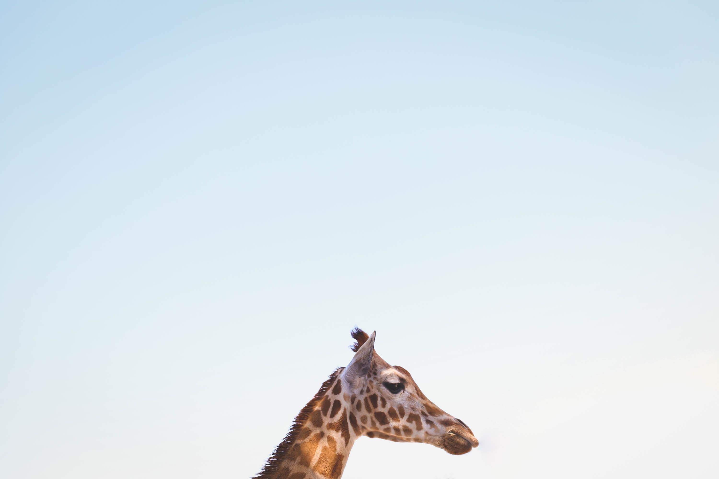 3000x2000 wallpaper giraffe, head, animal, sky HD : Widescreen : High Definition :  Fullscreen Wallpaper