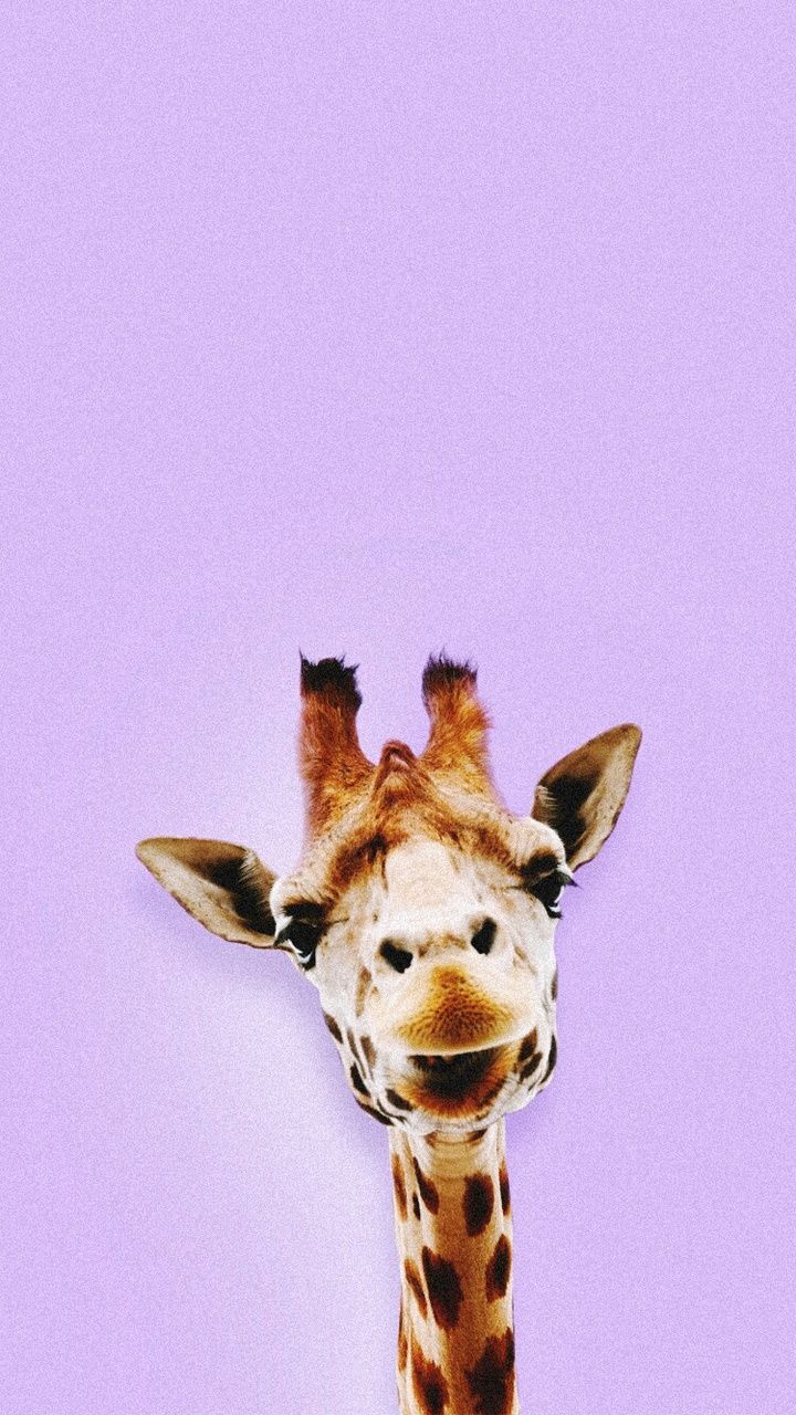 720x1280 132 images about giraffes on We Heart It | See more about giraffe, animal  and nature Wallpaper