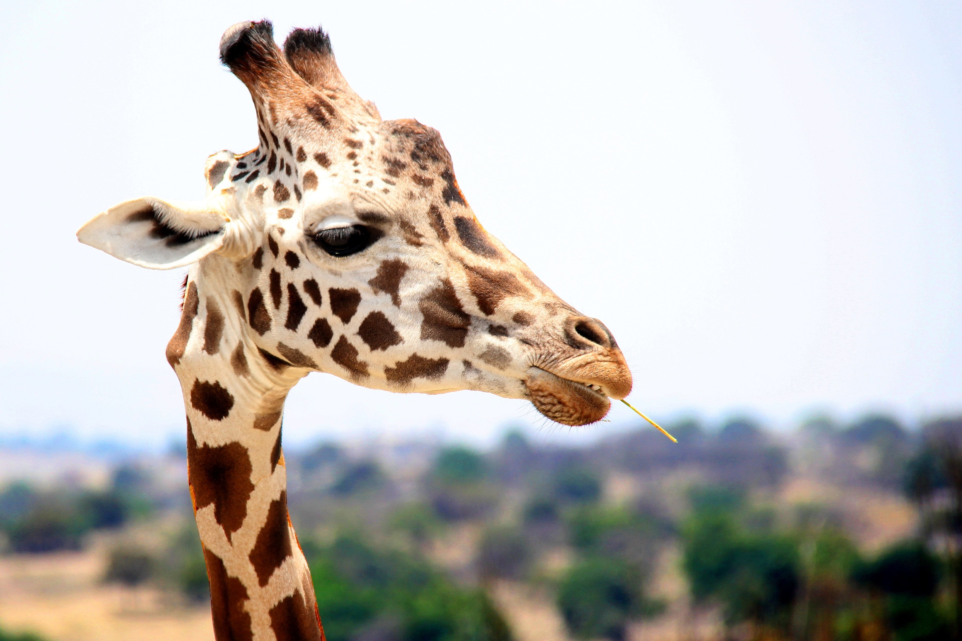 3724x2482 Animal Wallpaper • Giraffe eating during daytime • Wallpaper For You The  Best Wallpaper For Desktop & Mobile Wallpaper