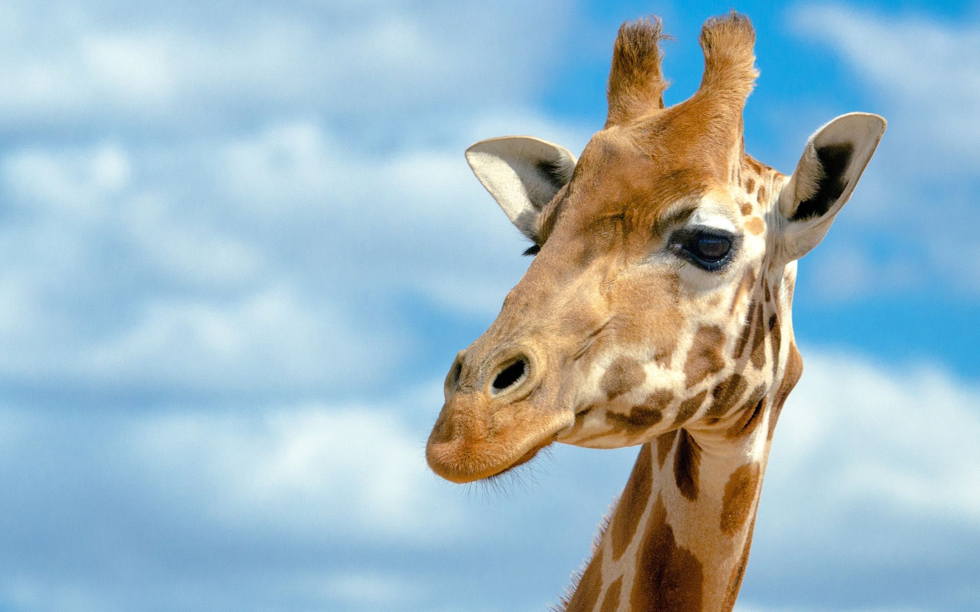 1920x1200 Cute Giraffe Wallpaper (62+ images) Wallpaper