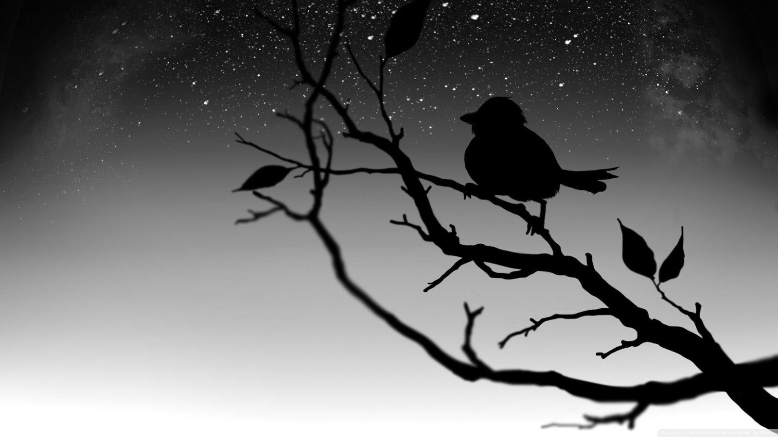 Black and White Bird Wallpapers - 4k, HD Black and White Bird