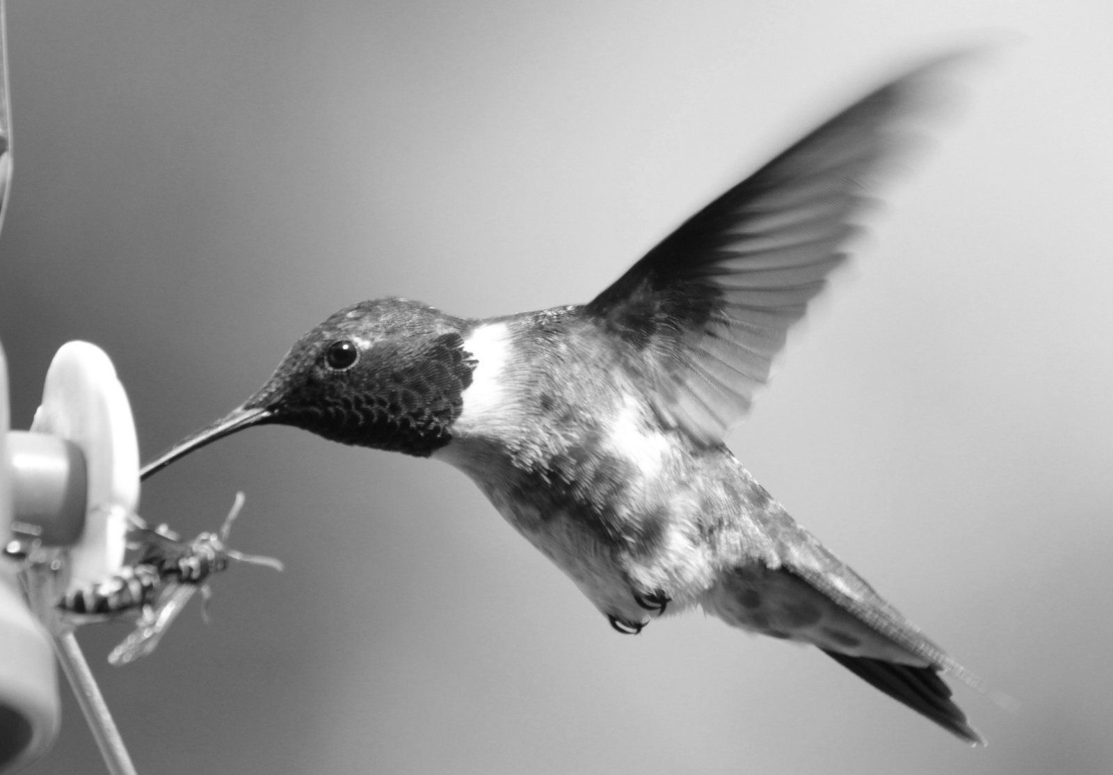 Black and White Bird Wallpapers - 4k, HD Black and White Bird