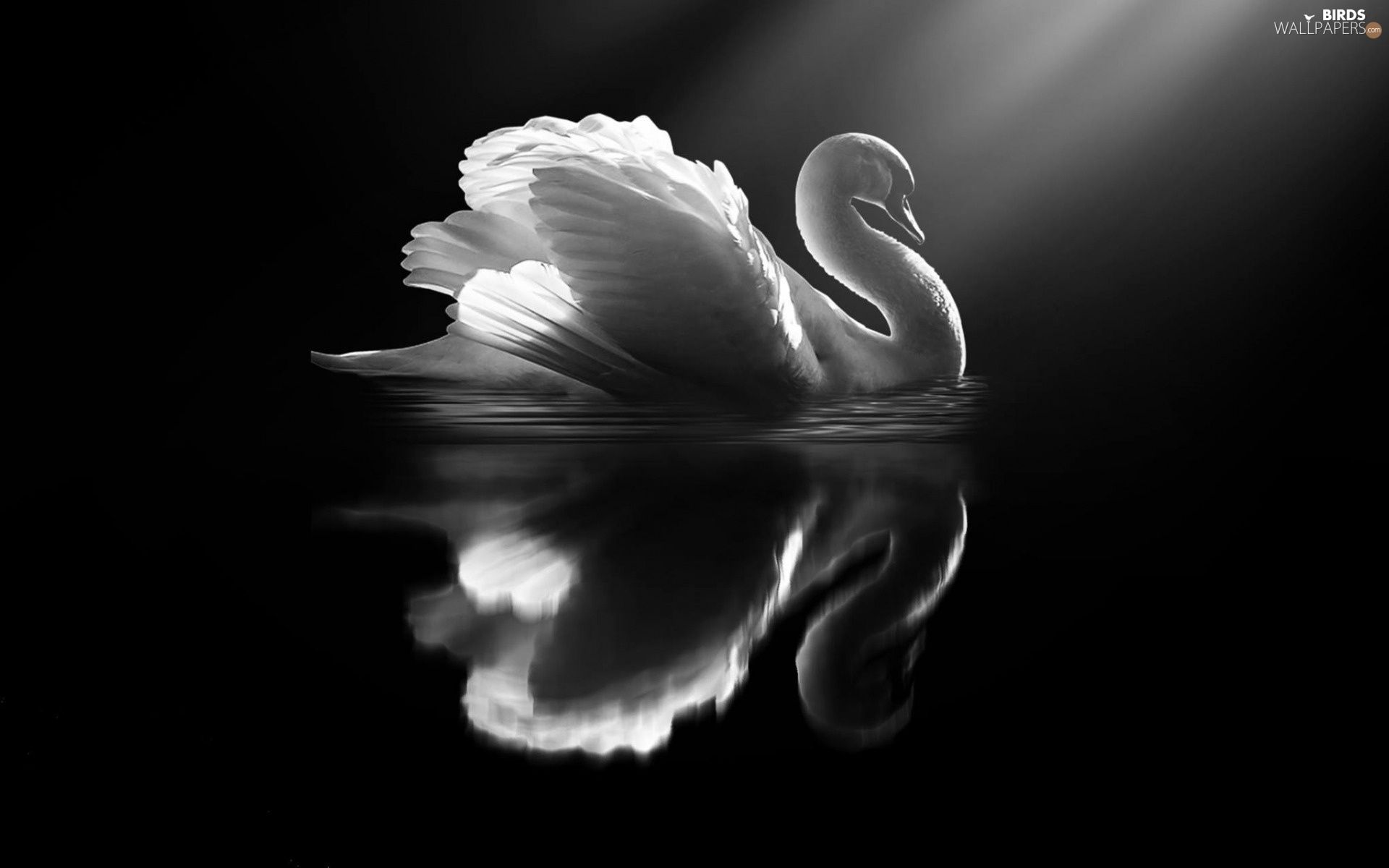 Black and White Bird Wallpapers - 4k, HD Black and White Bird