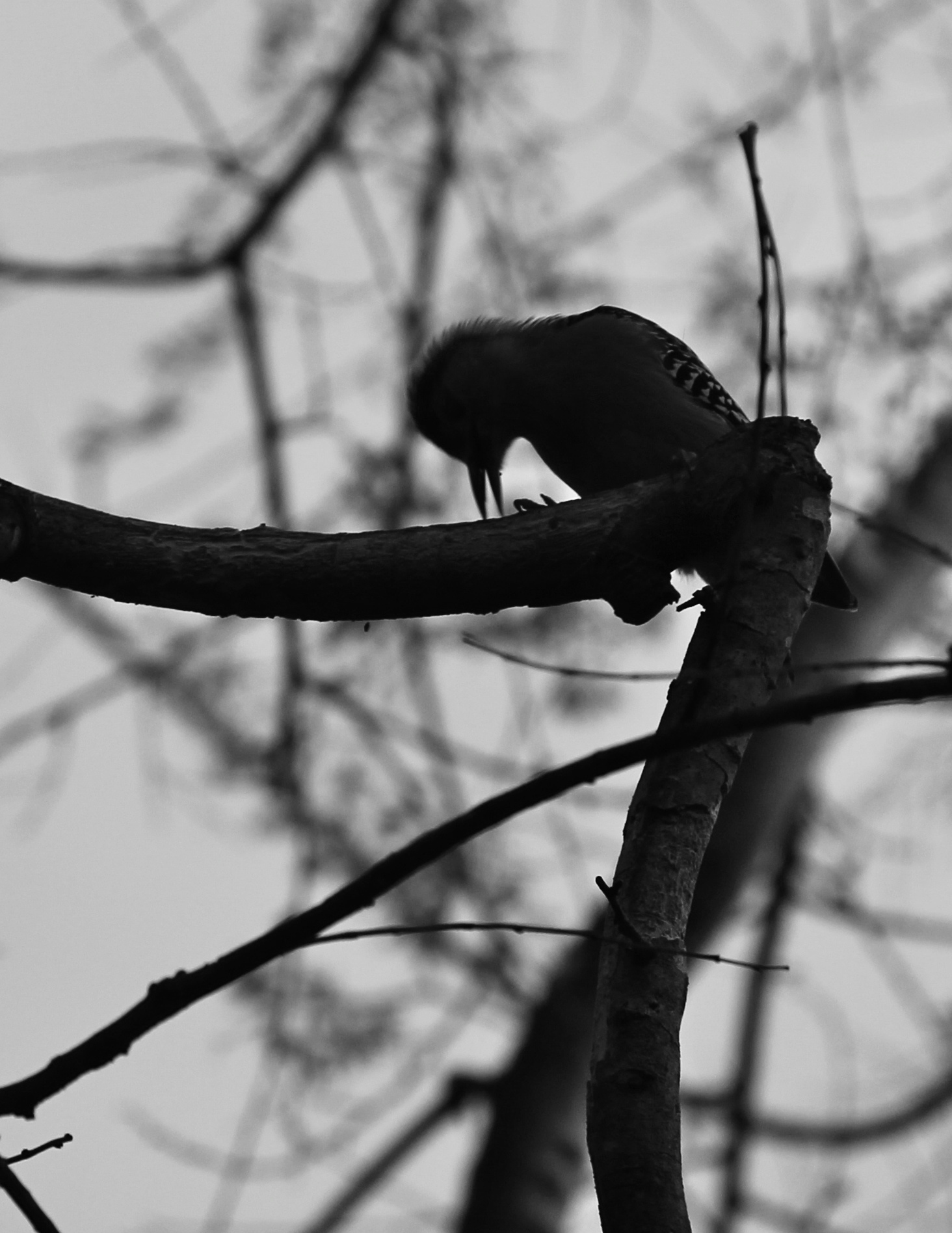 Black and White Bird Wallpapers - 4k, HD Black and White Bird