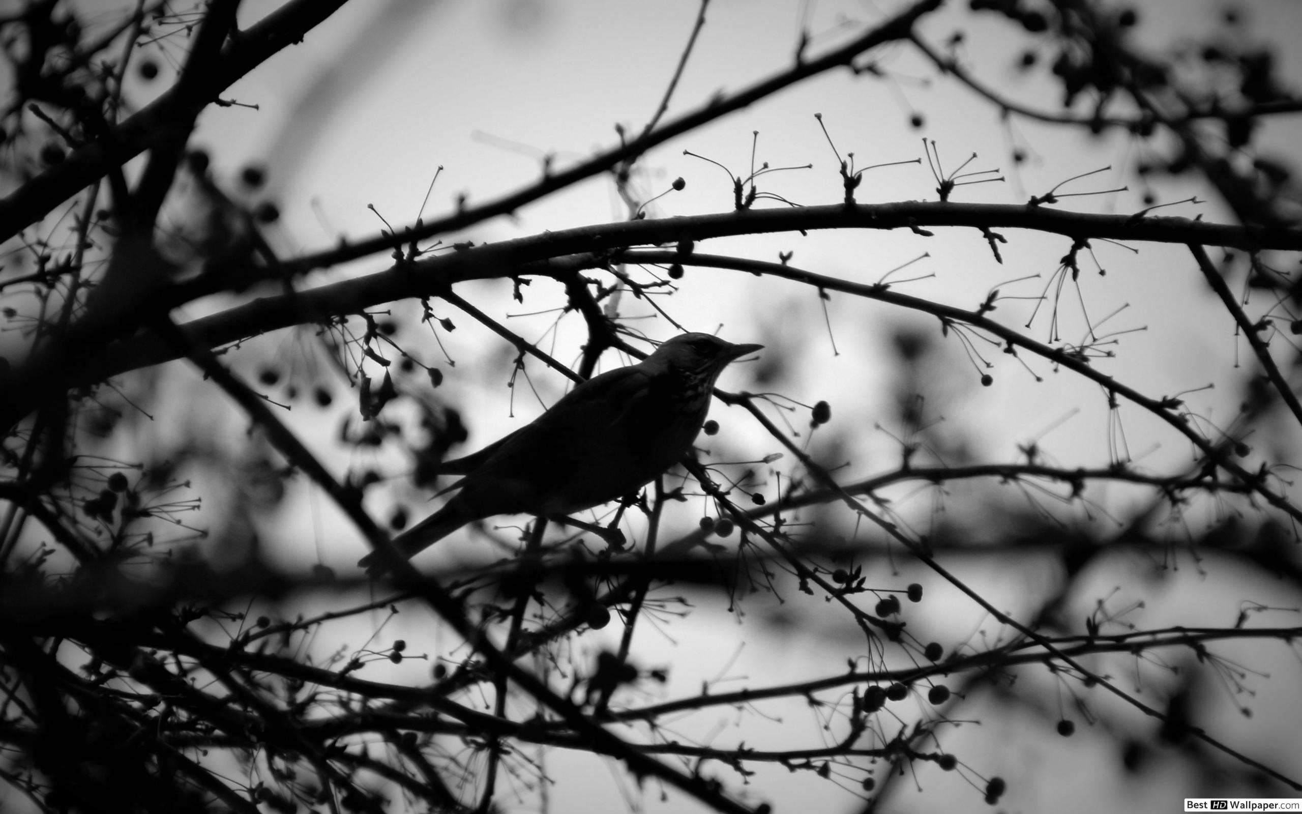 Black and White Bird Wallpapers - 4k, HD Black and White Bird