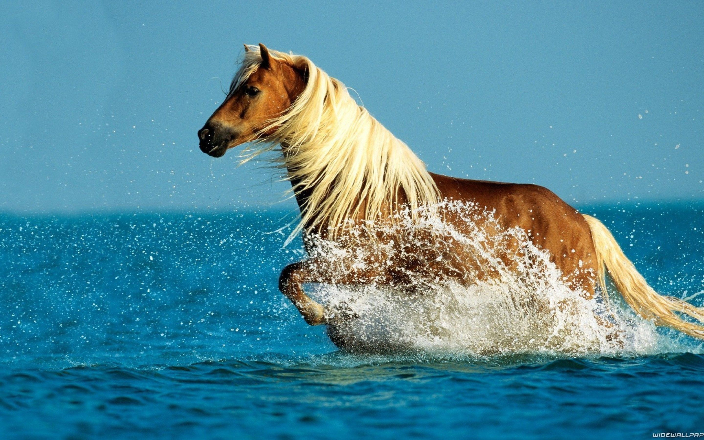 Wild Horses Running Wallpapers - 4k, HD Wild Horses Running Backgrounds ...