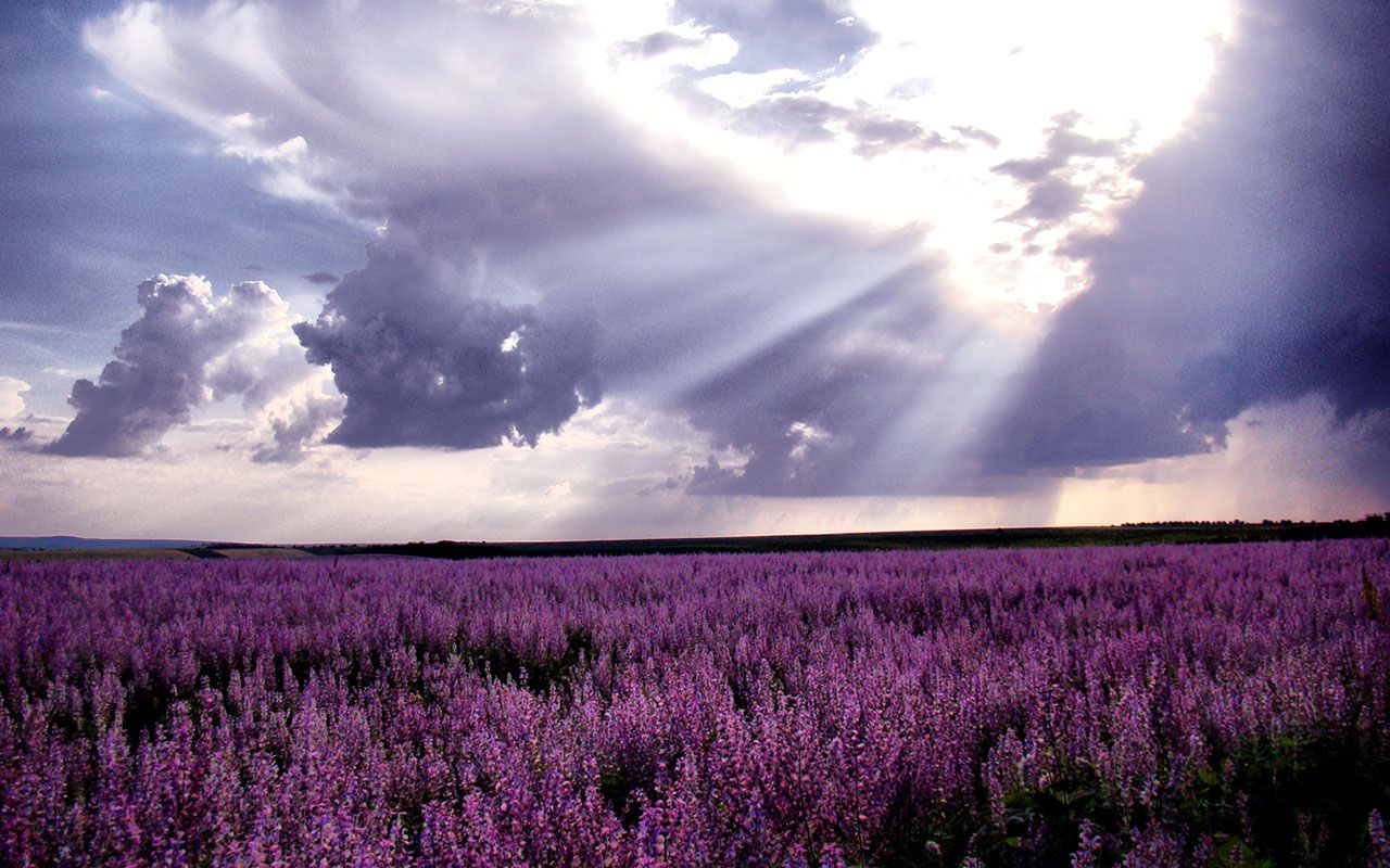 1280x800 Free download WallpapersWaiting for love lavender fields of ... Wallpaper