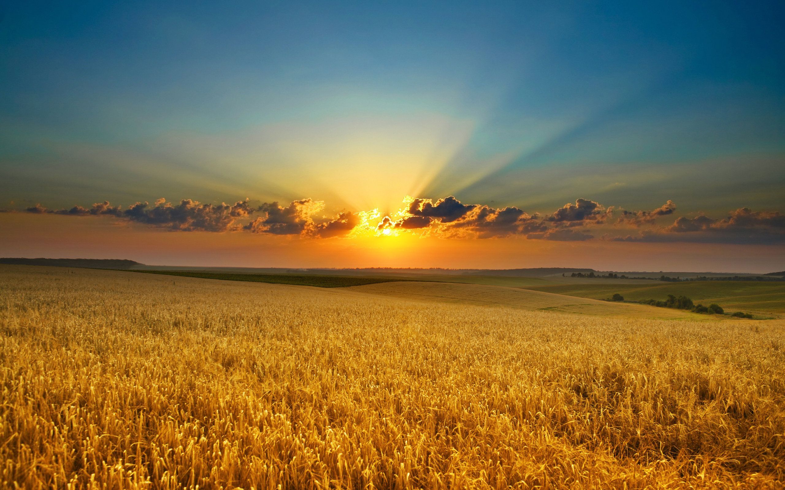 Sunrise Field Wallpapers - 4k, HD Sunrise Field Backgrounds on WallpaperBat