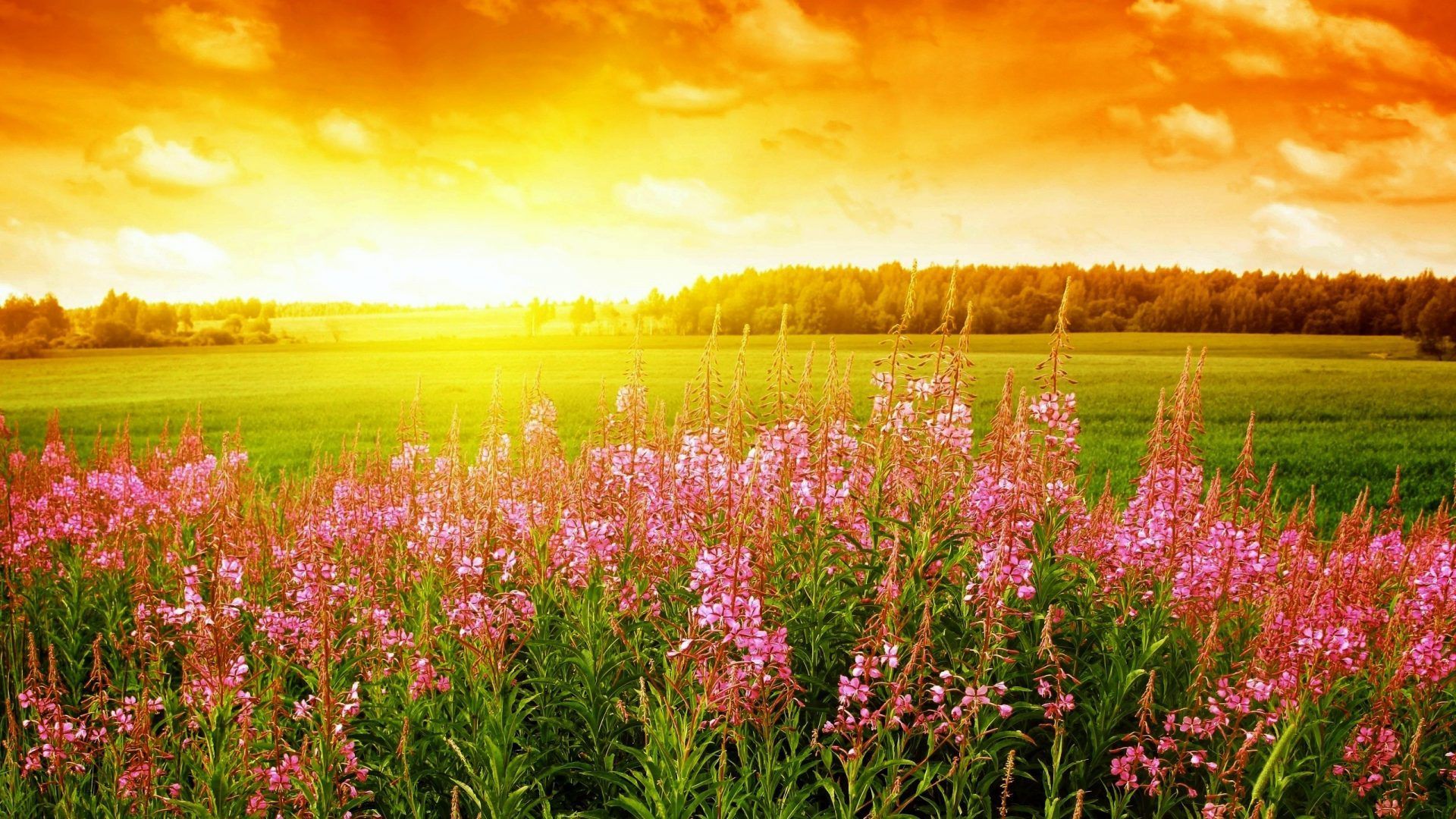 Field Sunrise Wallpapers - 4k, HD Field Sunrise Backgrounds on WallpaperBat