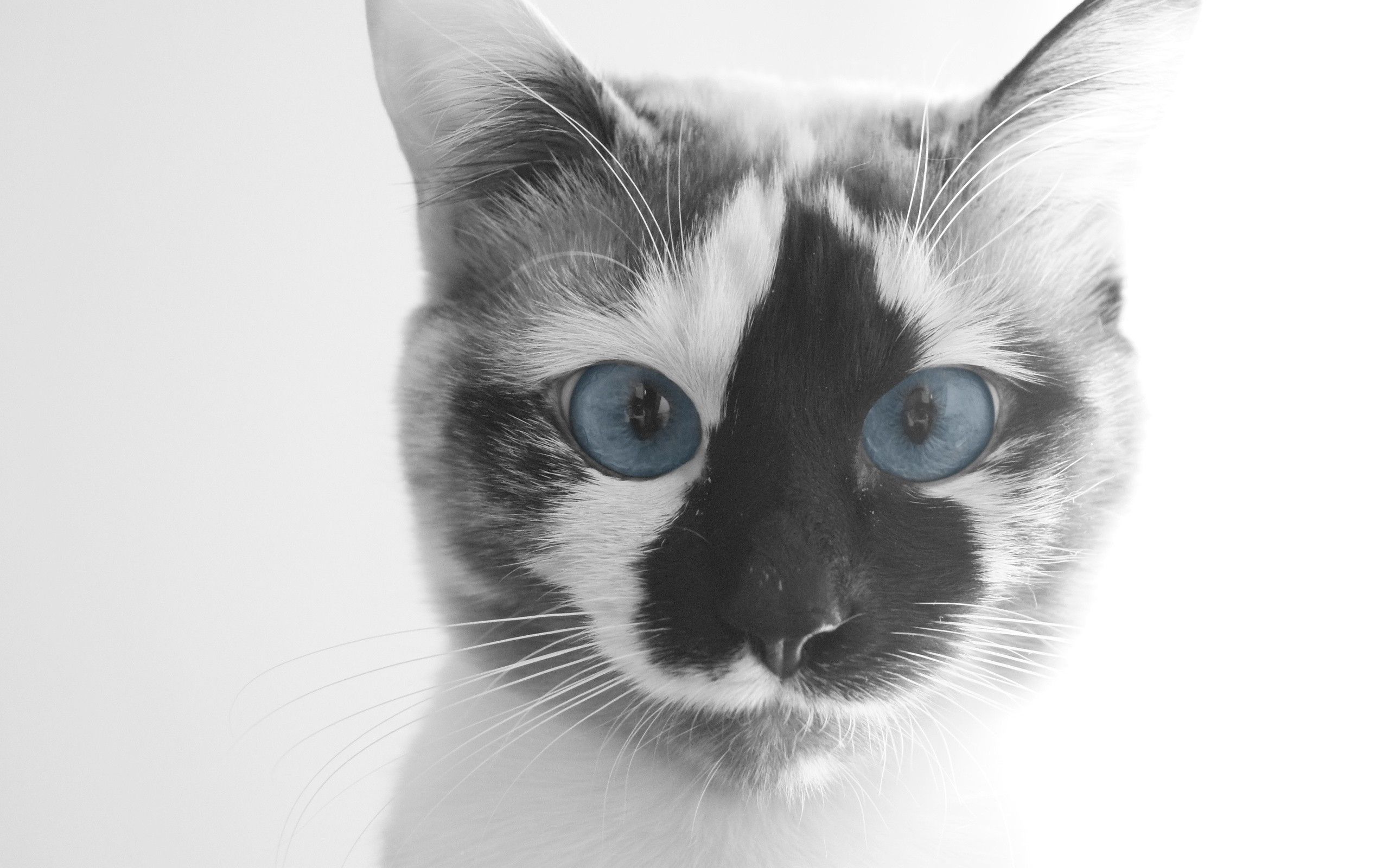 Cat Face Wallpapers - 4k, HD Cat Face Backgrounds on WallpaperBat