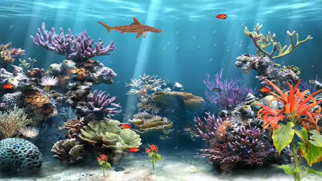 Fish Tank Wallpapers - 4k, HD Fish Tank Backgrounds on WallpaperBat